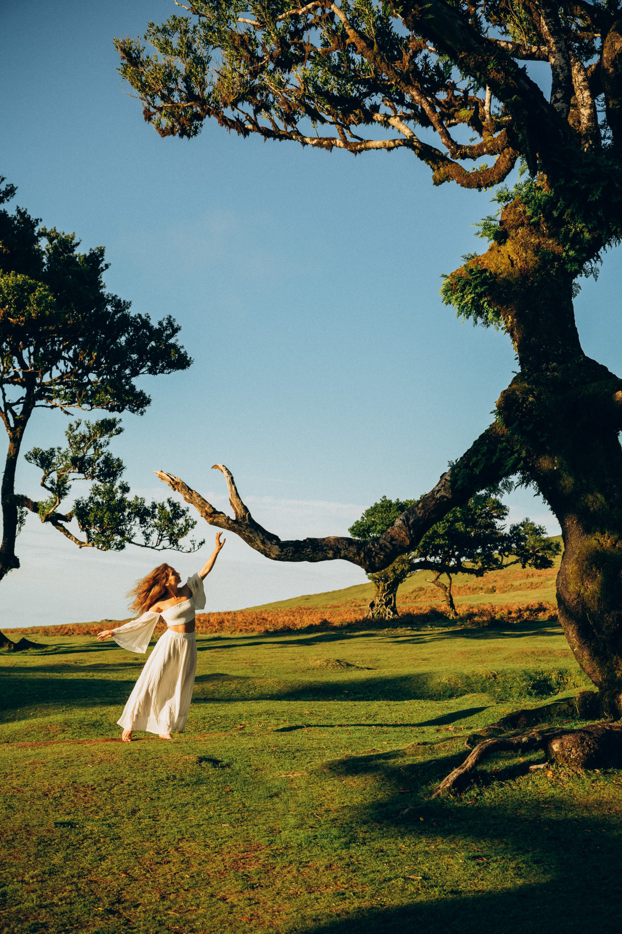 Capturing serene and magical moments among the ancient laurel trees.