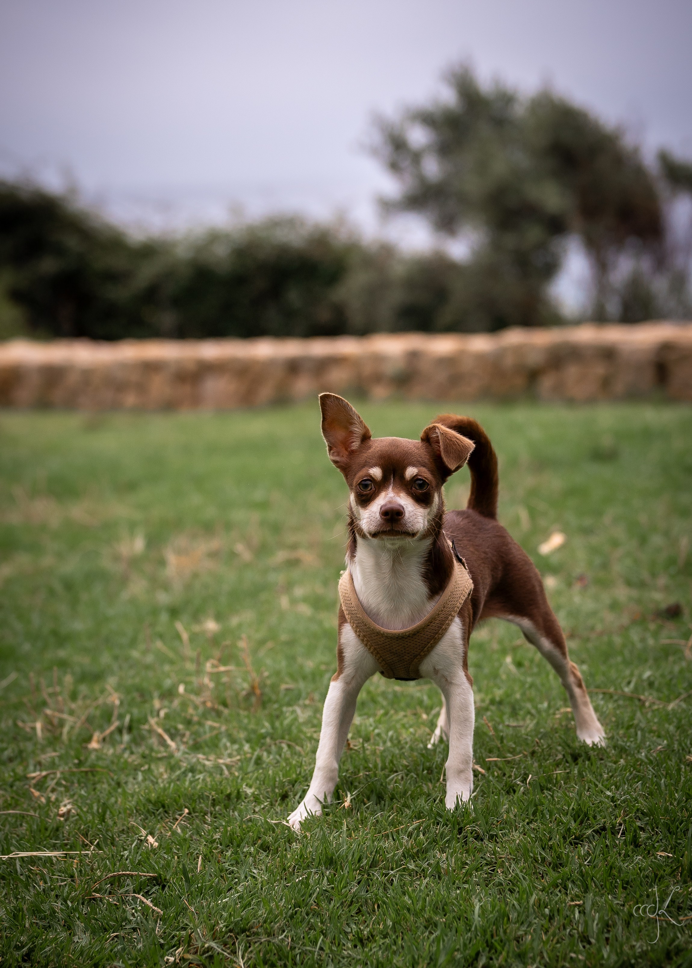 FLOWTIME: the 6th Cargèse summer school. Expect Miracles Photography by Kate & Andrew