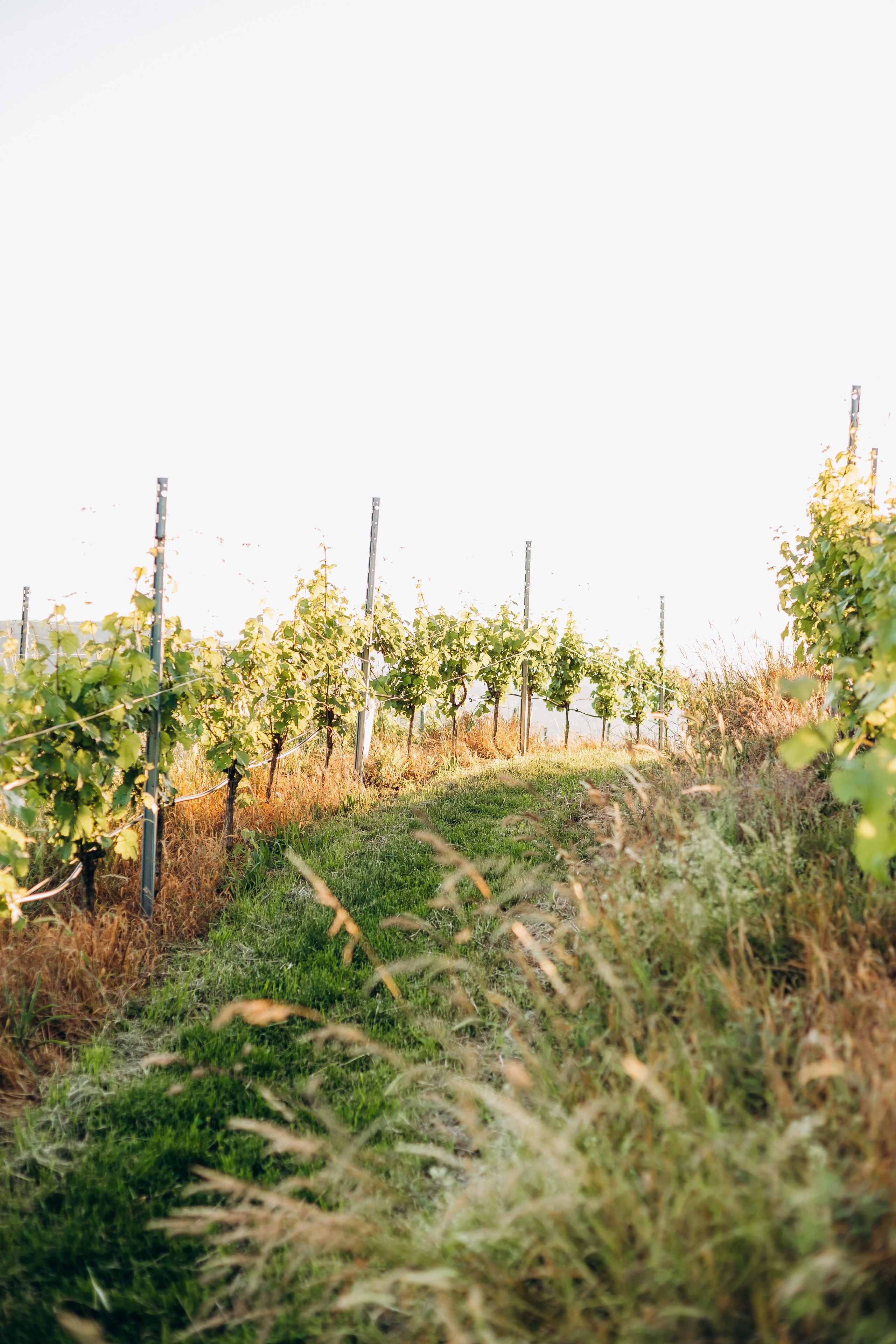 A&A. Wedding and Family Photograph