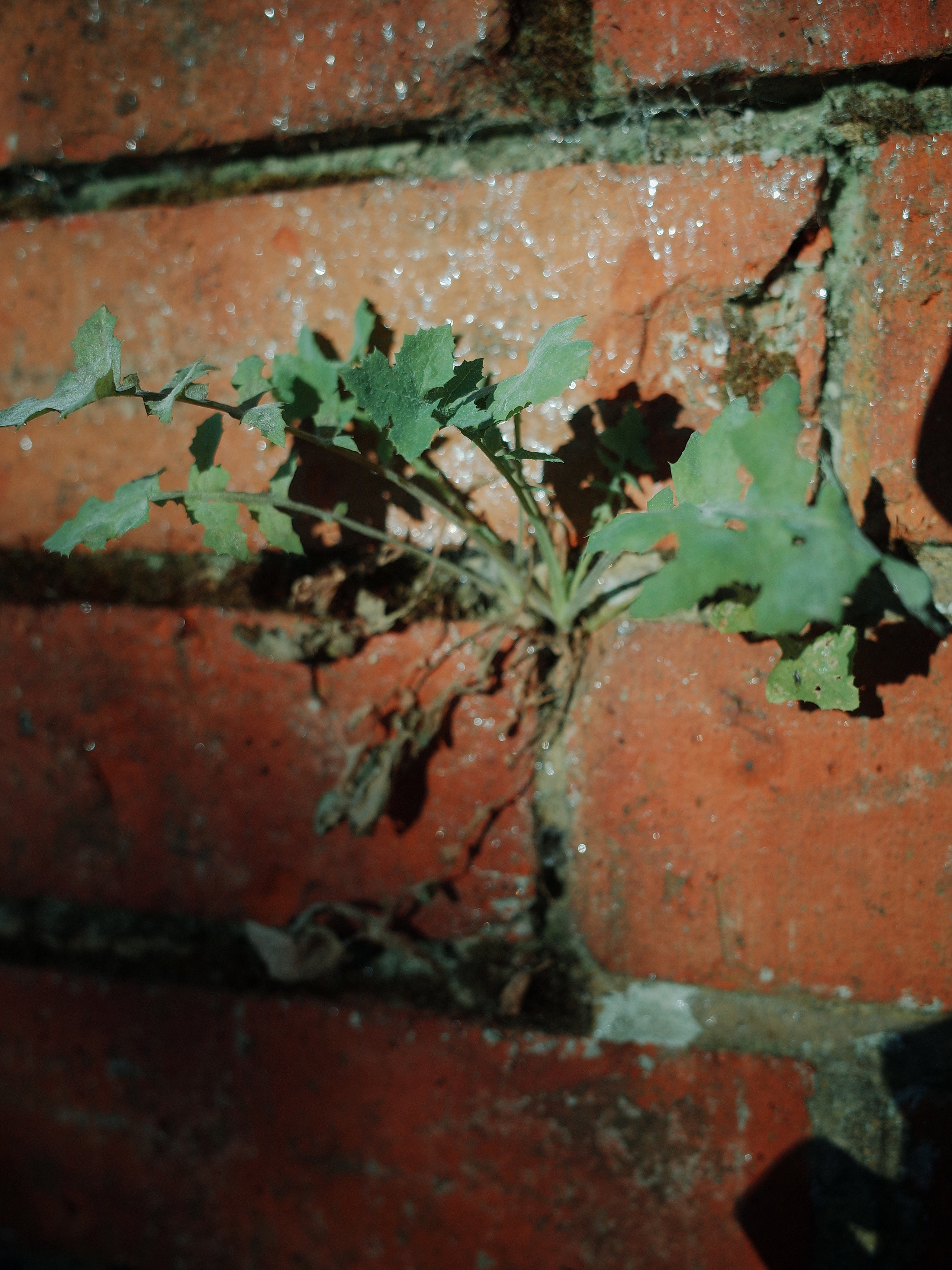 Angry walk of not belonging. Victoria Dini. Art photography in London / Folkestone, UK