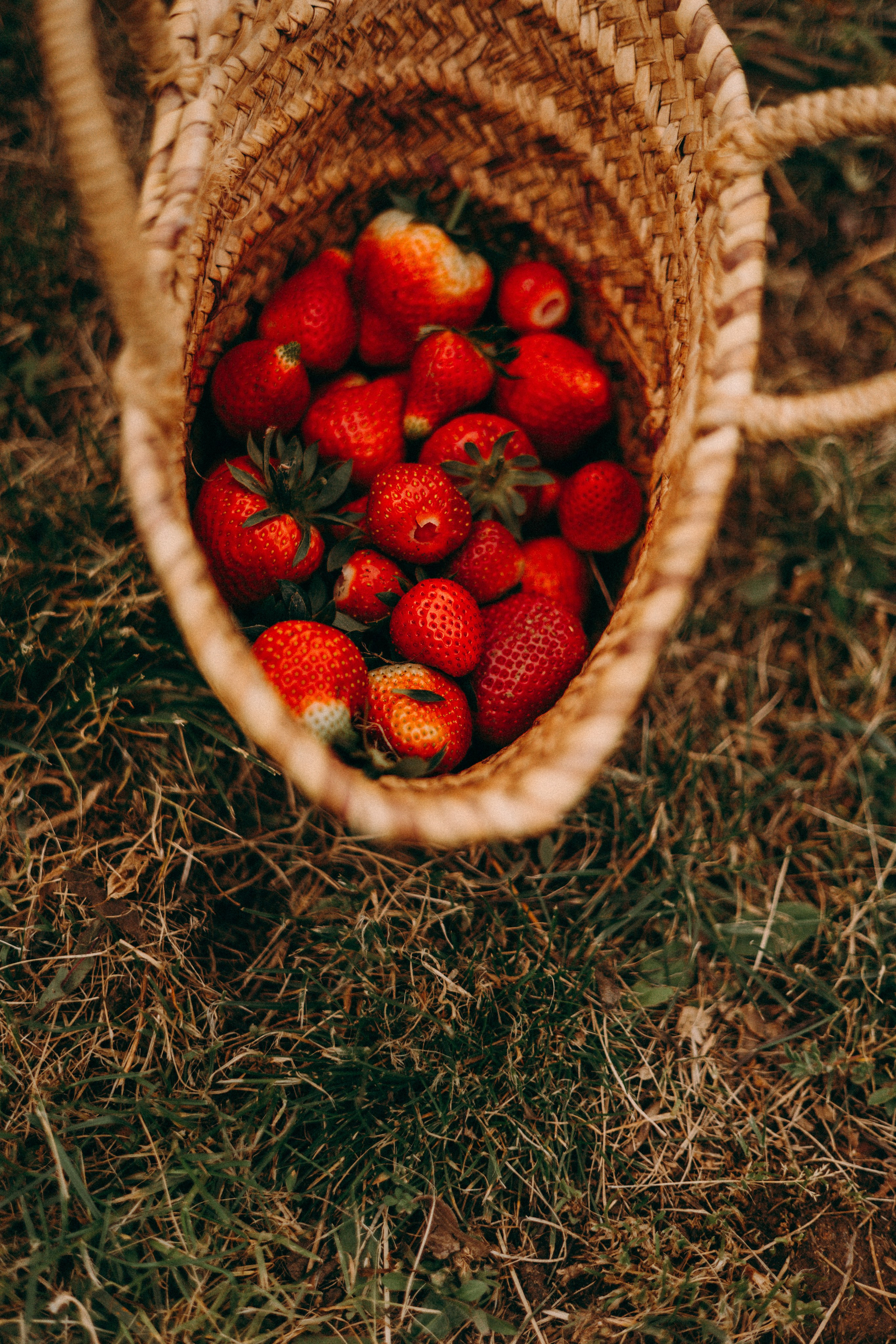 Cueilette fraise. Photographe en Côte d’Azur