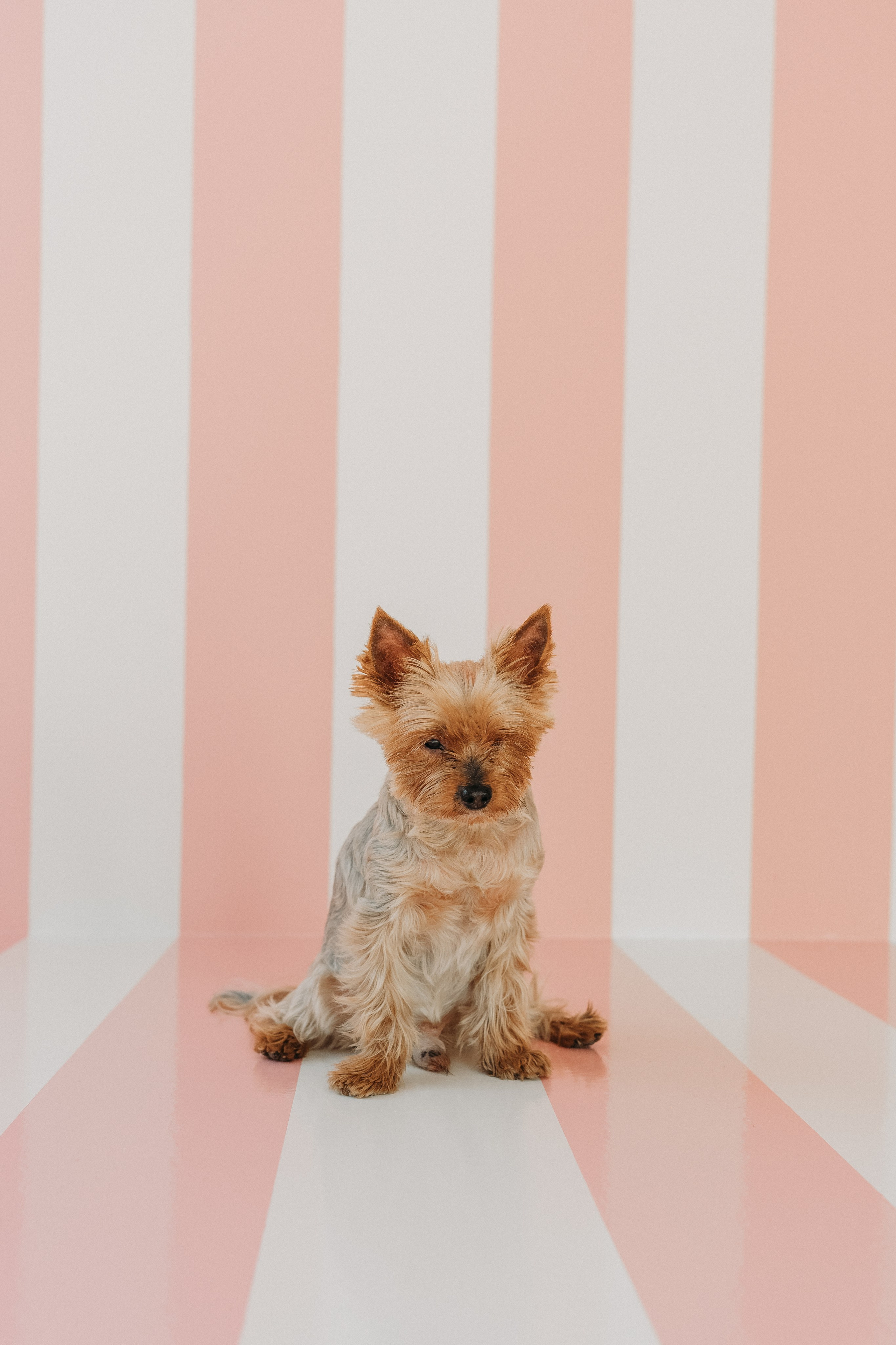 Wallun perhe. Wedding and portrait photographer in Helsinki Vickan O