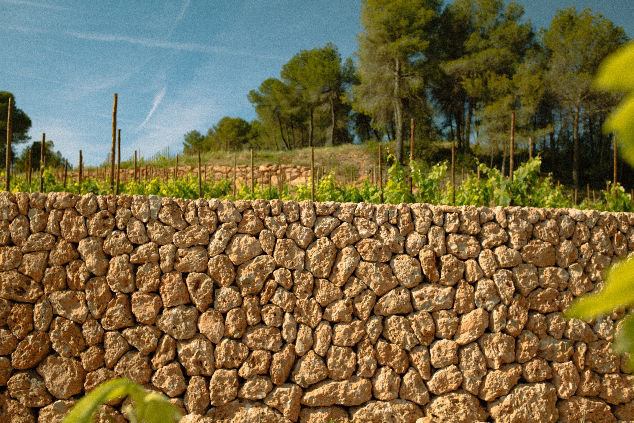 Hand-built stone walls frame the biodynamic vineyards, blending human care with natural landscape