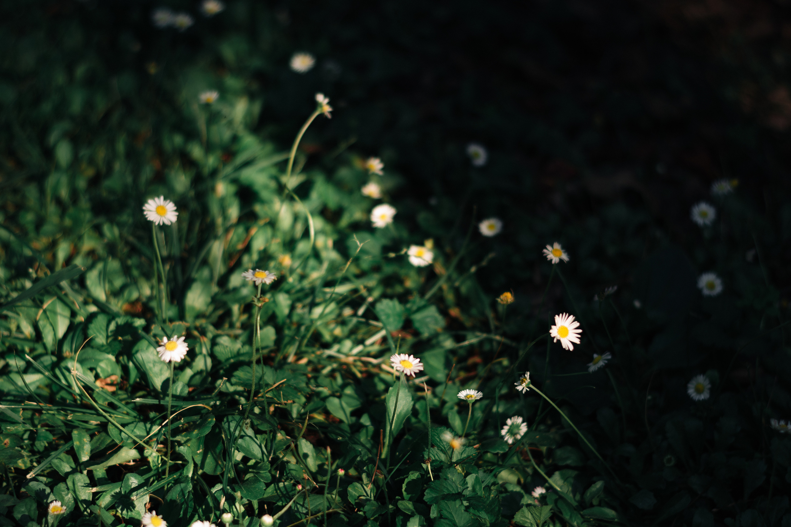 Dominika. Shpanarskiy Nazar