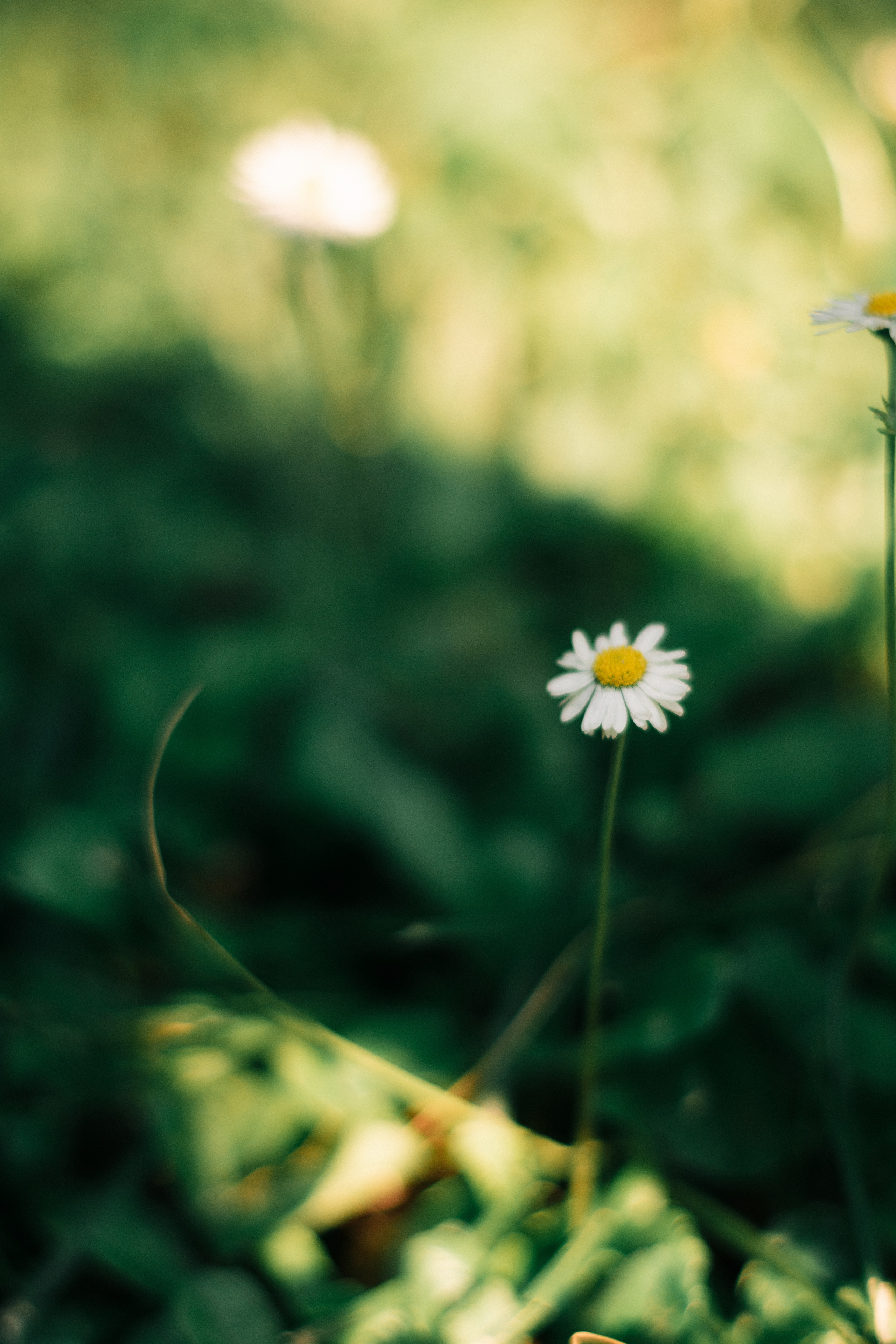 Dominika. Shpanarskiy Nazar