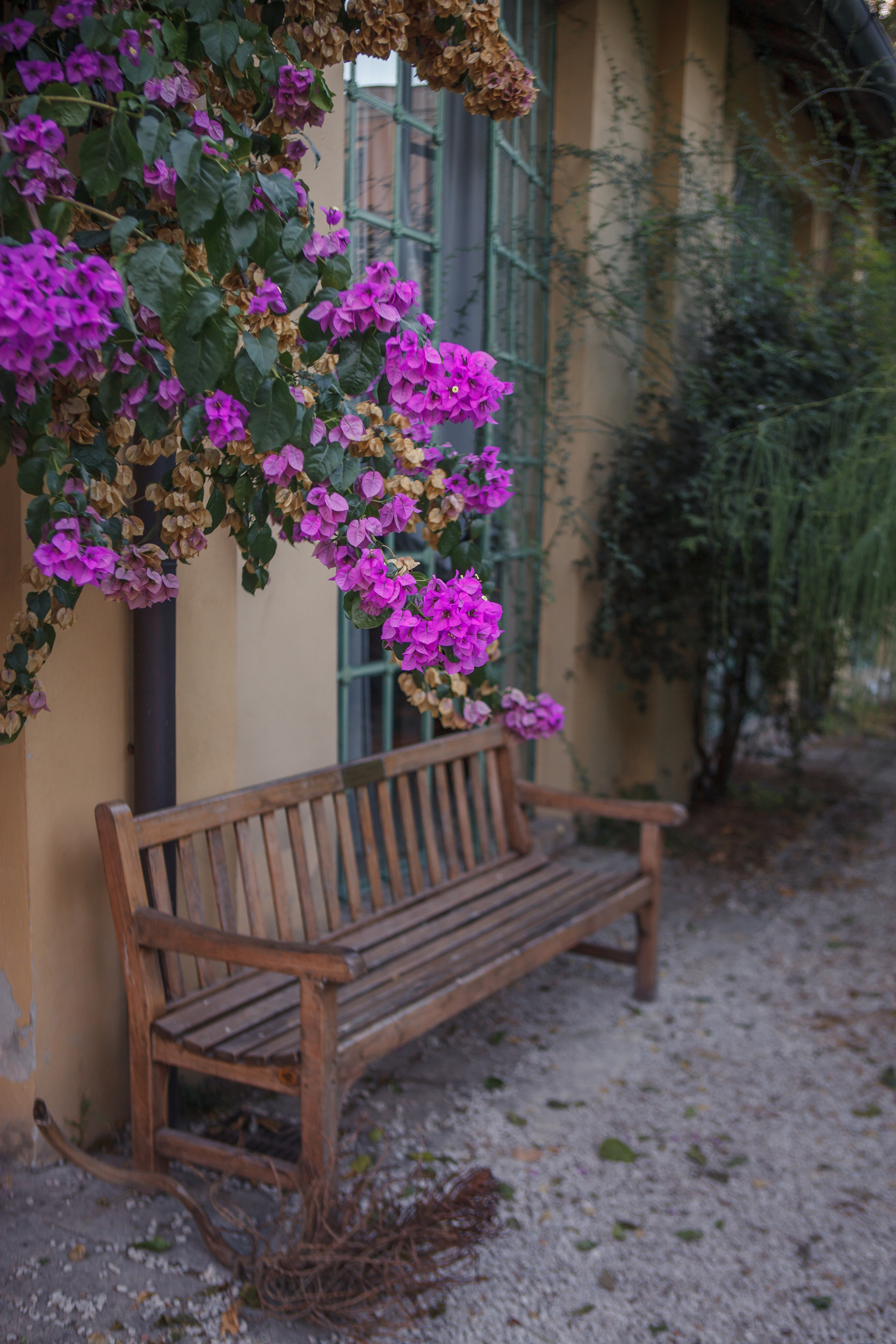 Orto botanico in Rome. Professional photographer based in Rome