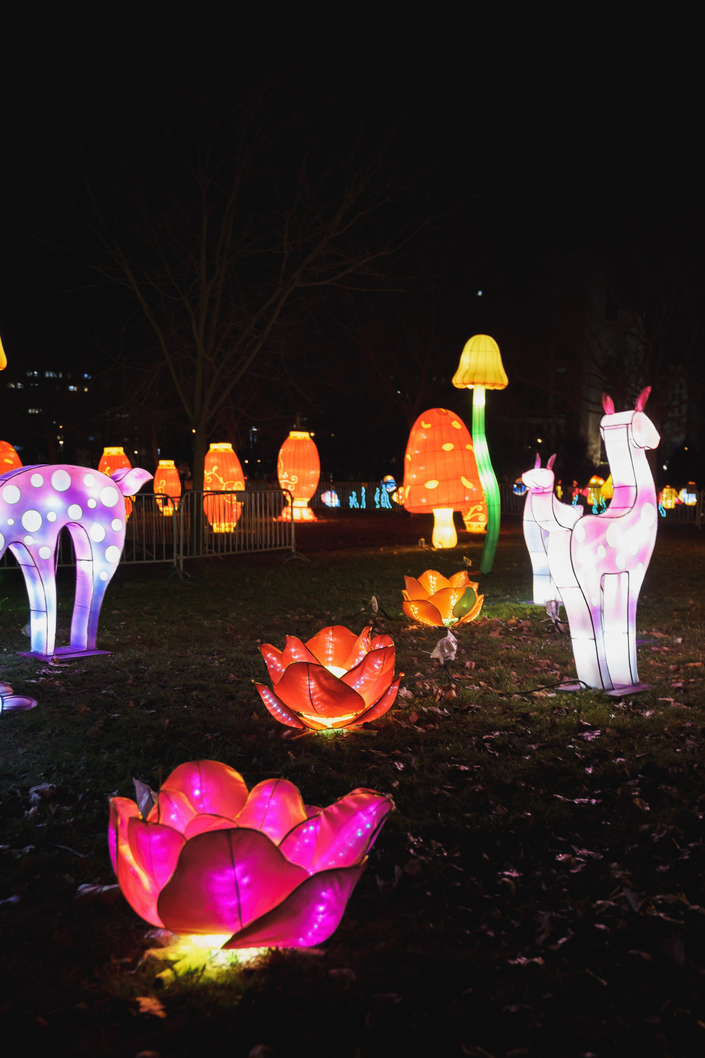 Svecano otvaranje Kineskog festivala svetla u Novom Sadu. Жуков Студио