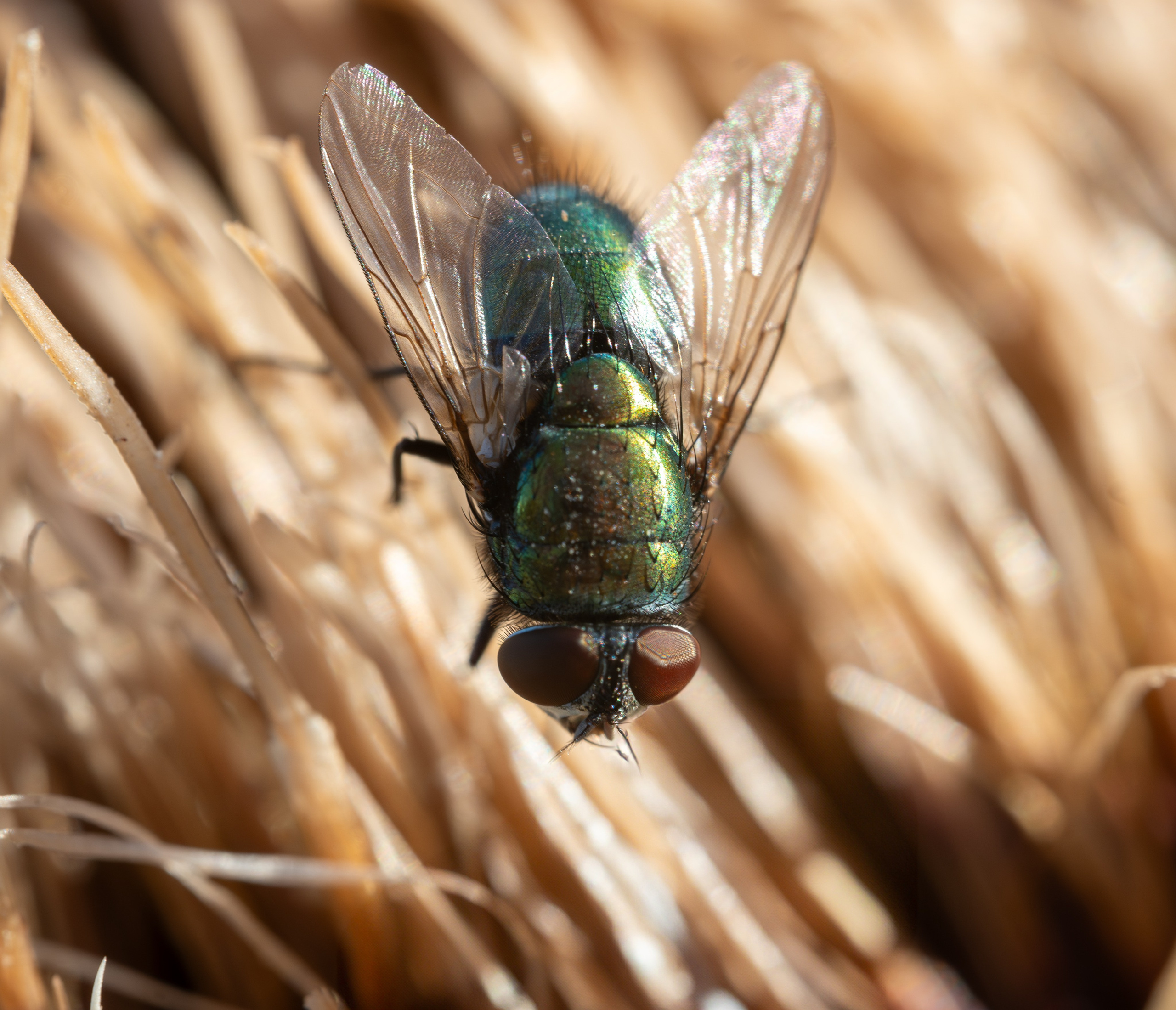 Macro Photography. Hi, my name is Eric T and I am Iris photographer