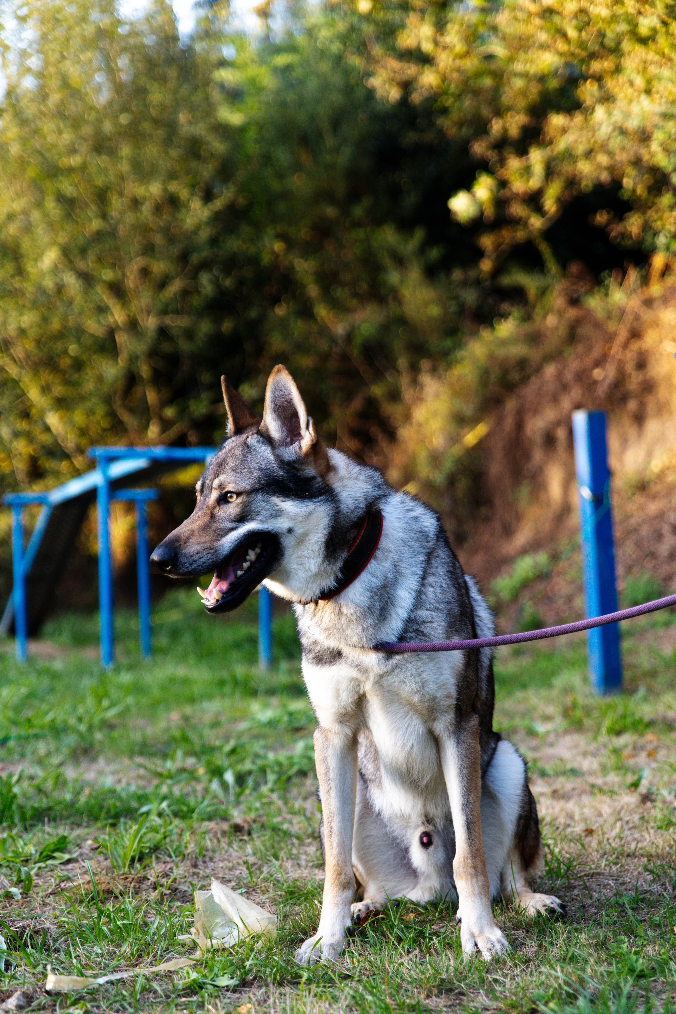 Sesiones fotográficas a mascotas. RabelByCris Fotógrafa en Coruña de Eventos, sesiones, mascotas