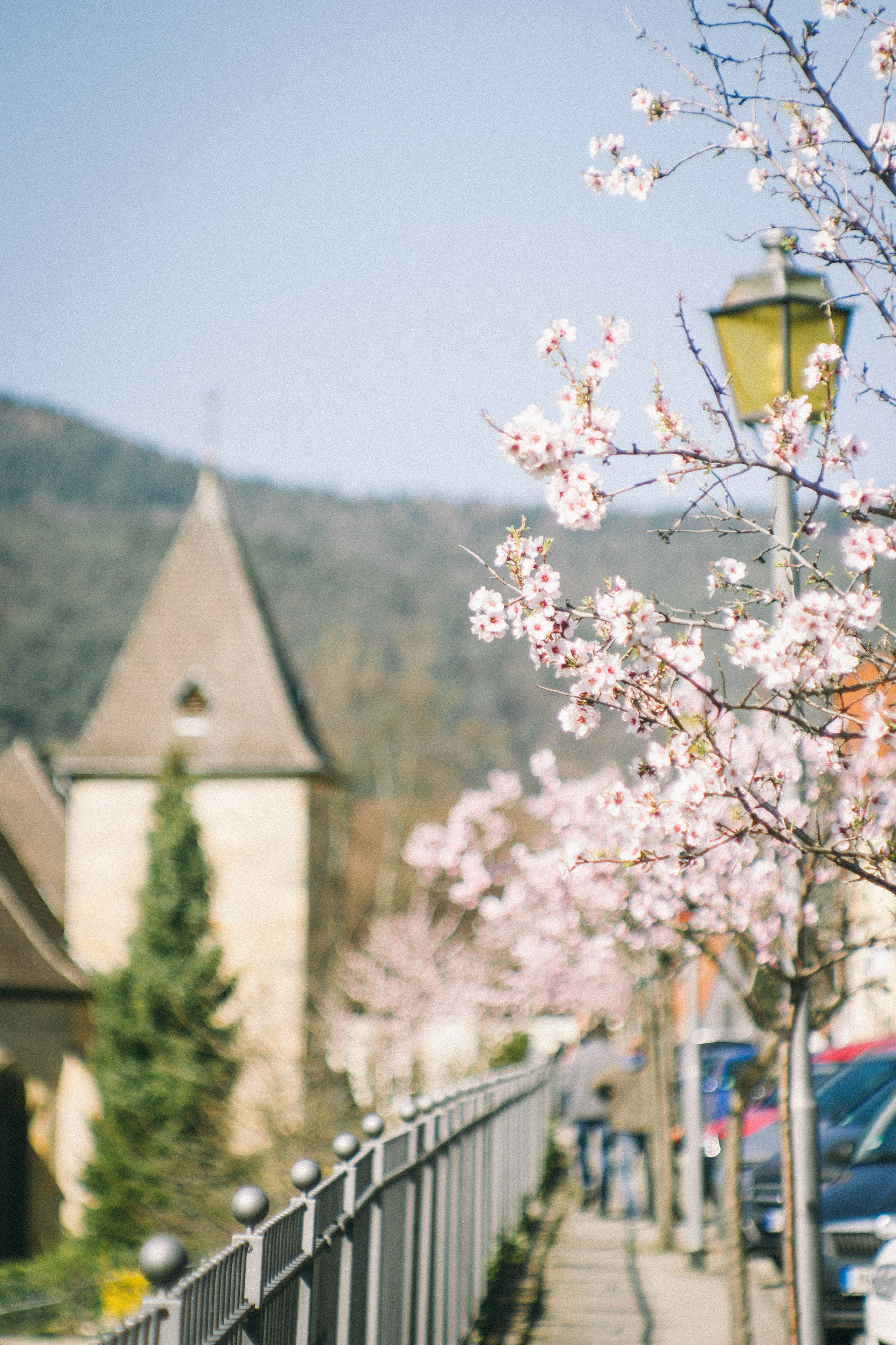 Цветущий миндаль в Пфальце. Фотограф в Германии — Мария Чистякова