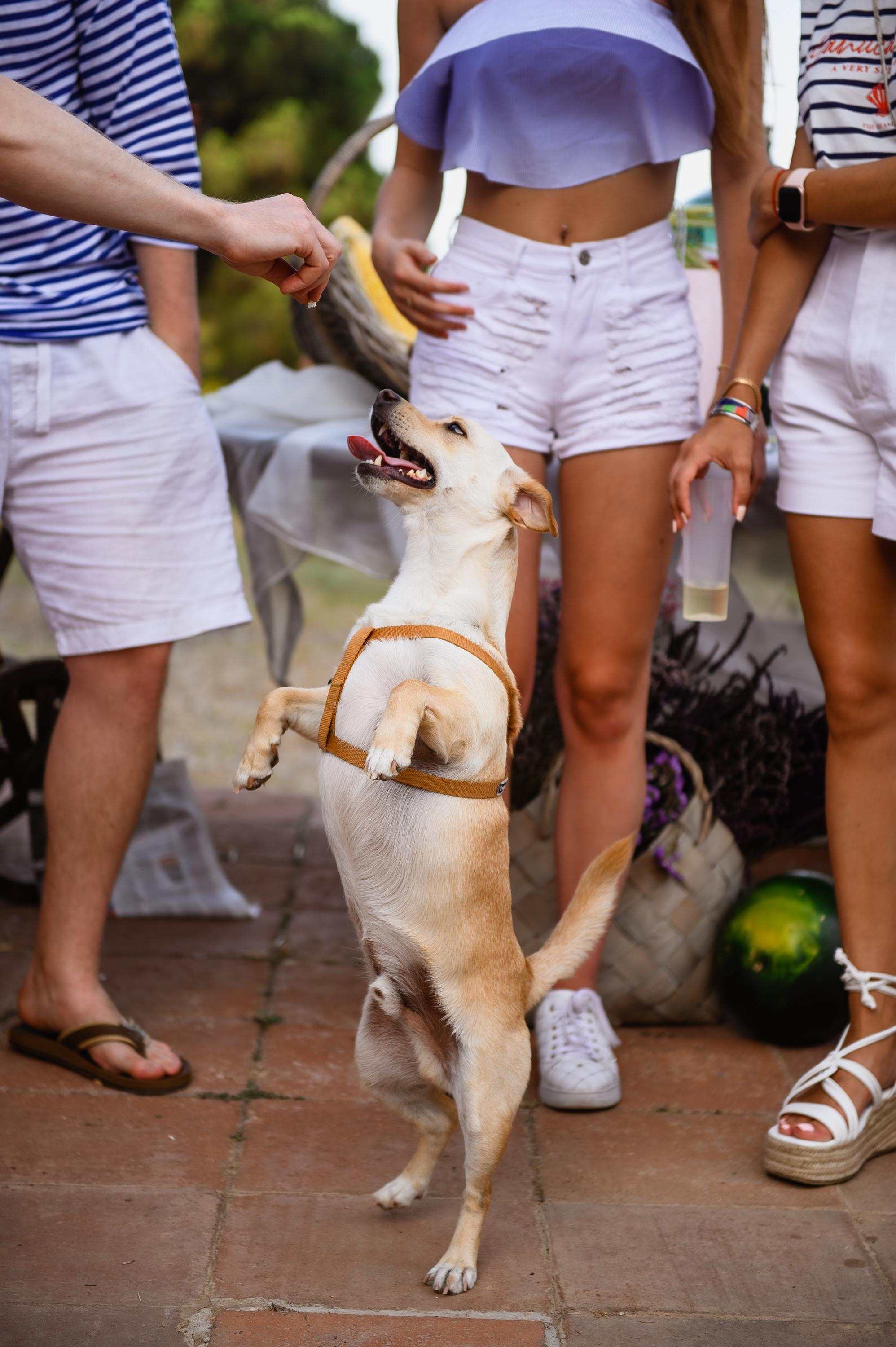 Happy Birthday Ksenia Chalaya. Fotógrafa Ekaterina Gasanova - sesiones de fotos en Barcelona