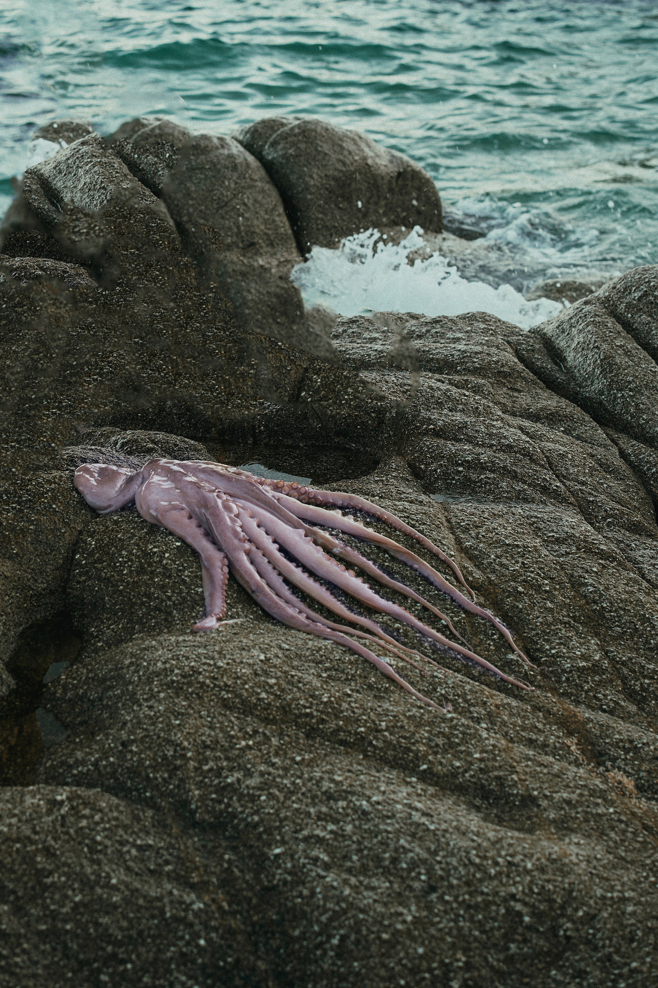 Pulpo. Фотограф в Барселоне Жанна Захарченко