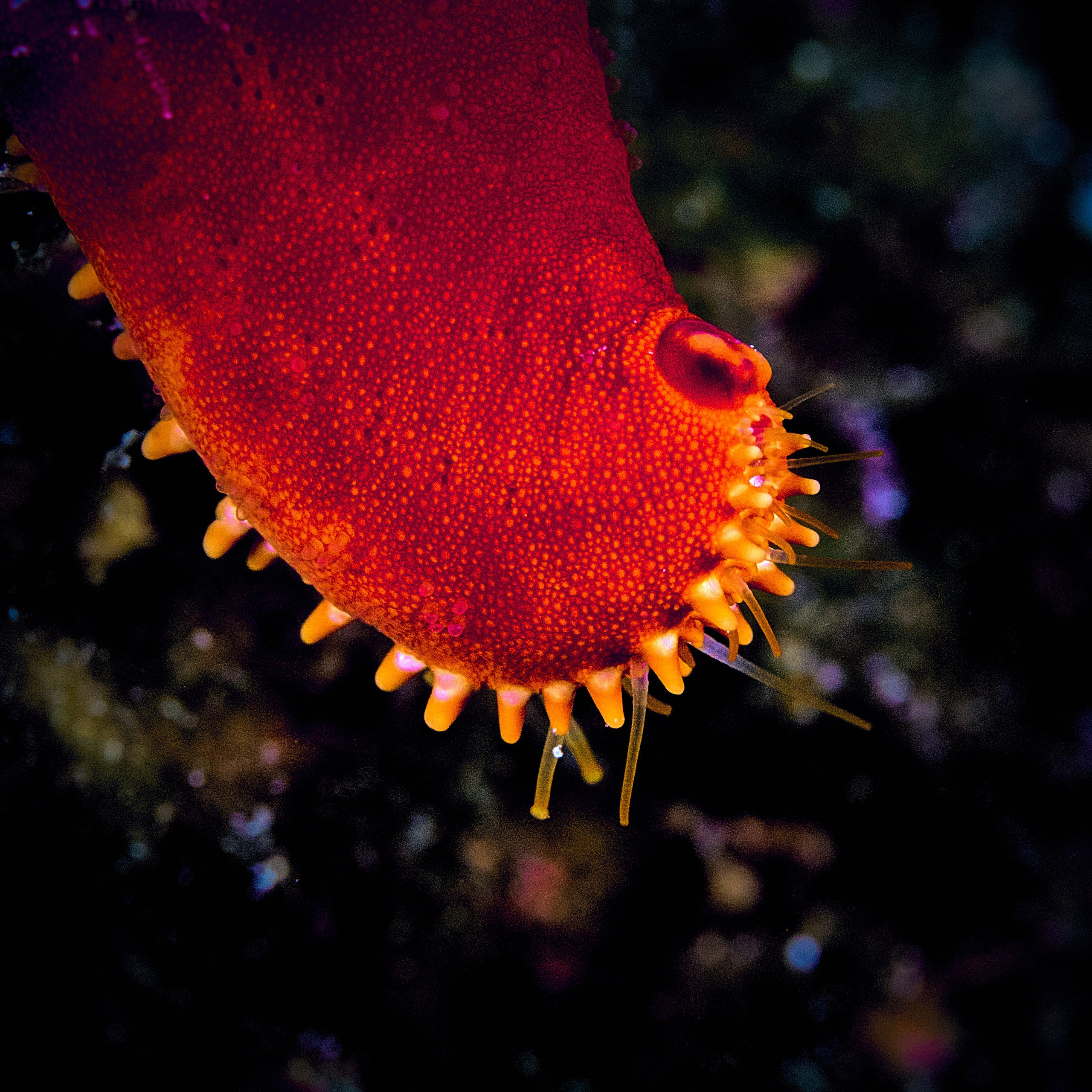 Fotograf podwodny Andriej Szypiłow - Fauna i flora Czerwonego i Adriatyckiego Mórz. Andriej Szypilow - Fotografia & Wideografia