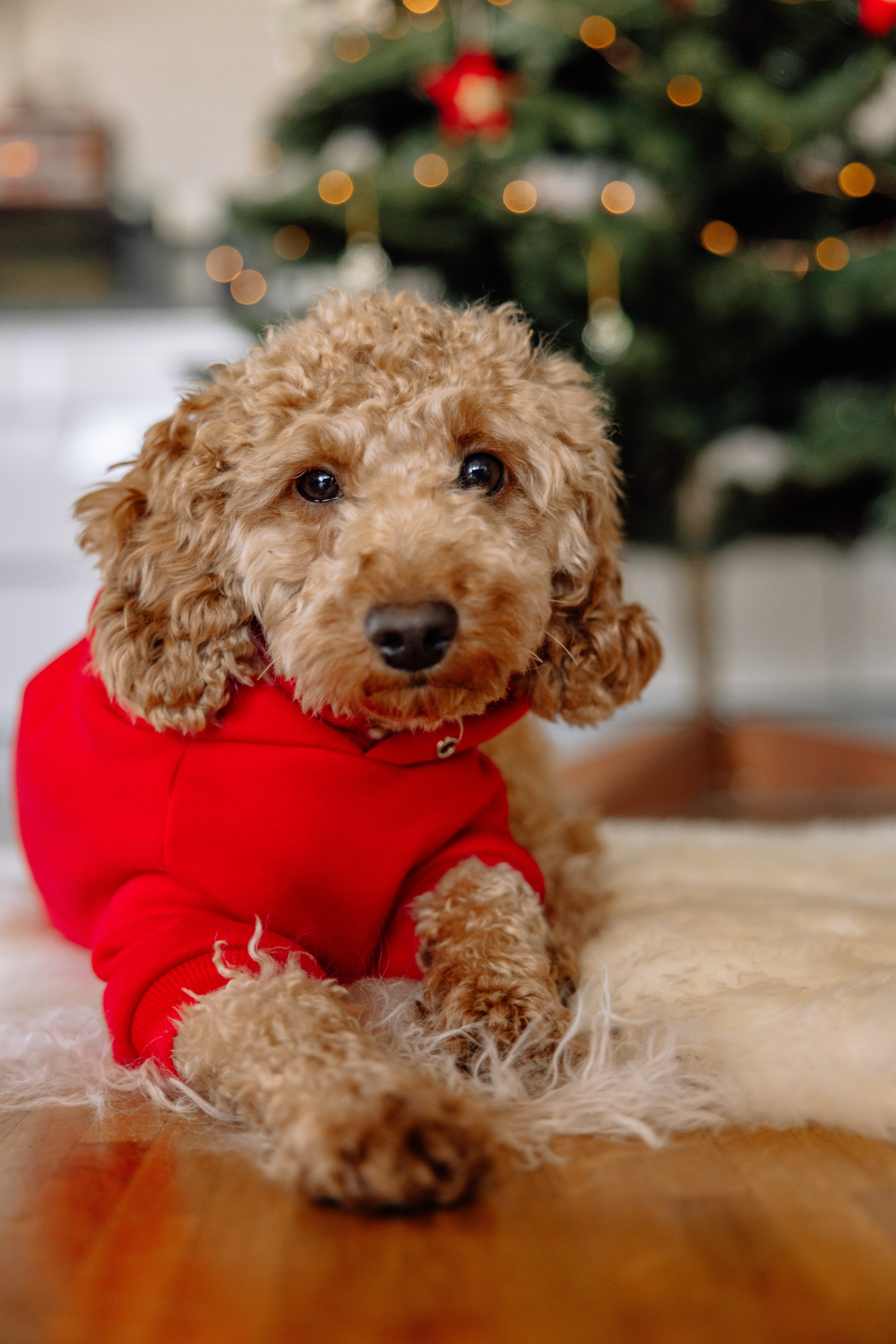 Weihnachten Zuhause mit Kindern. Hochzeitsfotograf München Taufe Familienfotograf Tanja Mauke