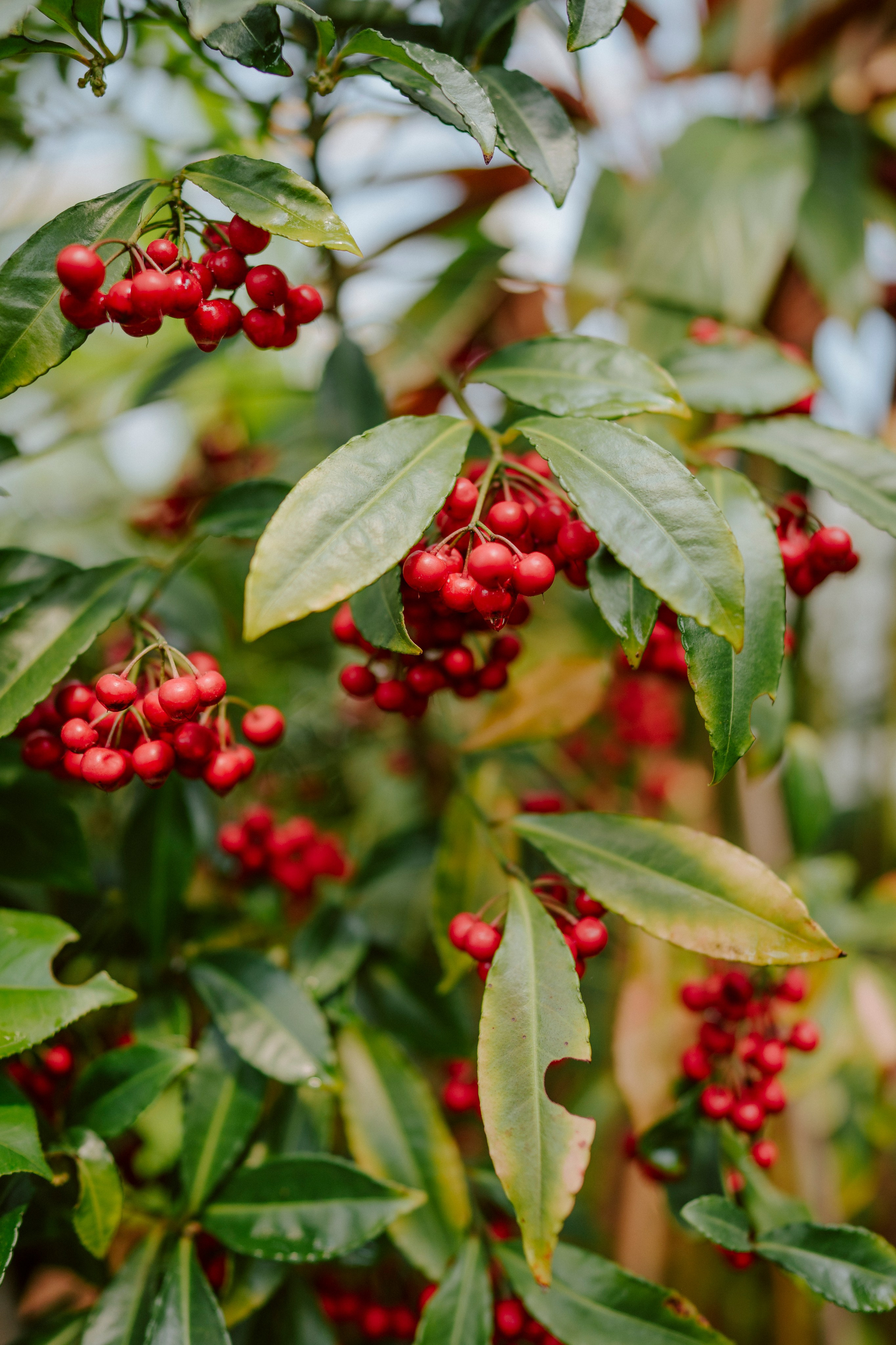 Gallery. Natasha Shakh