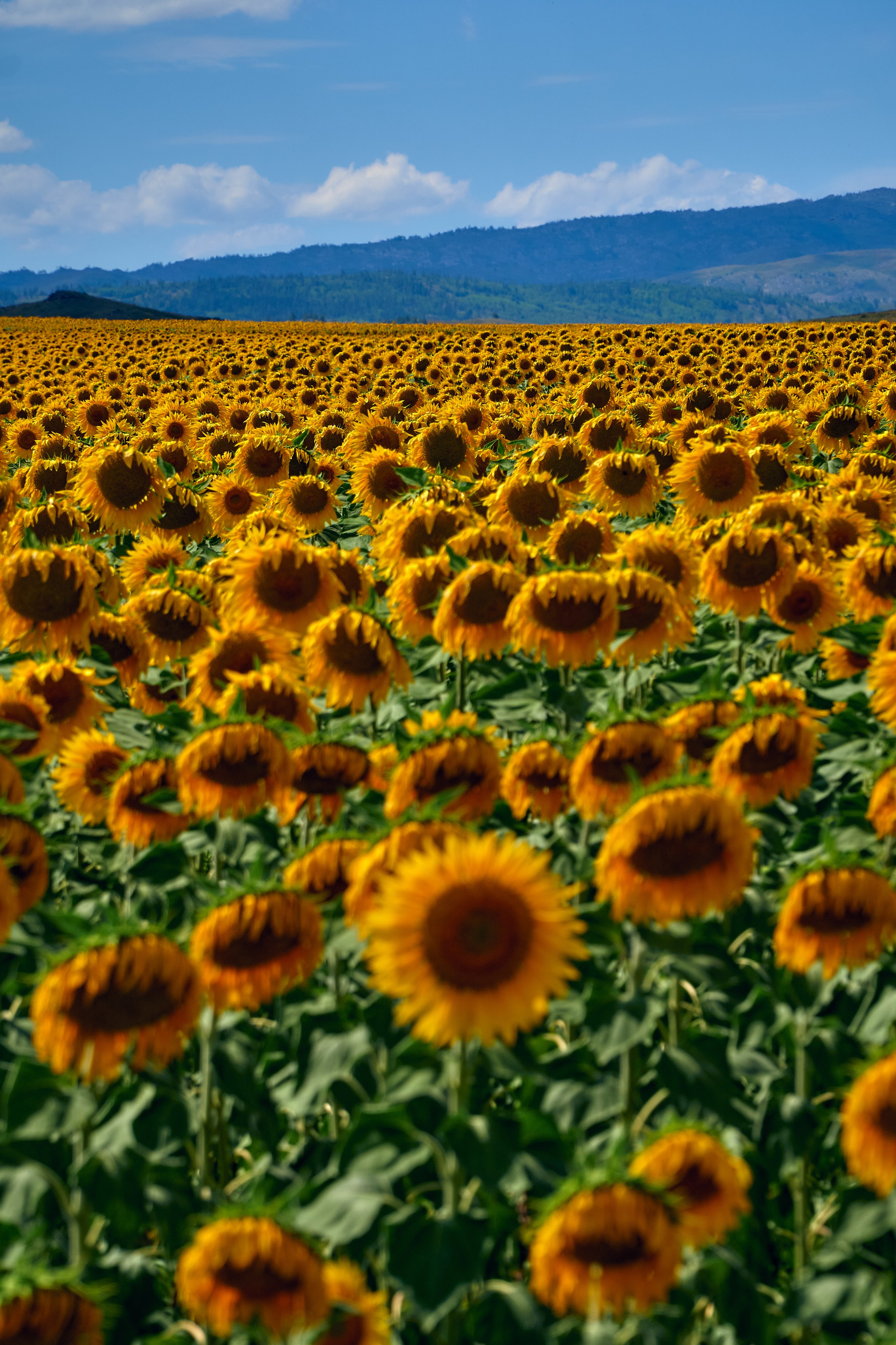 Sibiny (Kazachstan). Andriej Szypilow — Photography & Videography