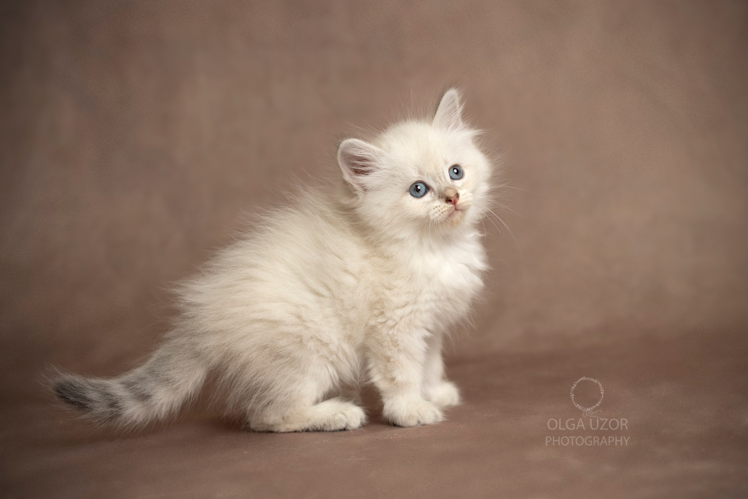 Pets photographer based in Stevenage, Hertfordshire. Stevenage, Hertfordshire family, maternity and newborn photographer