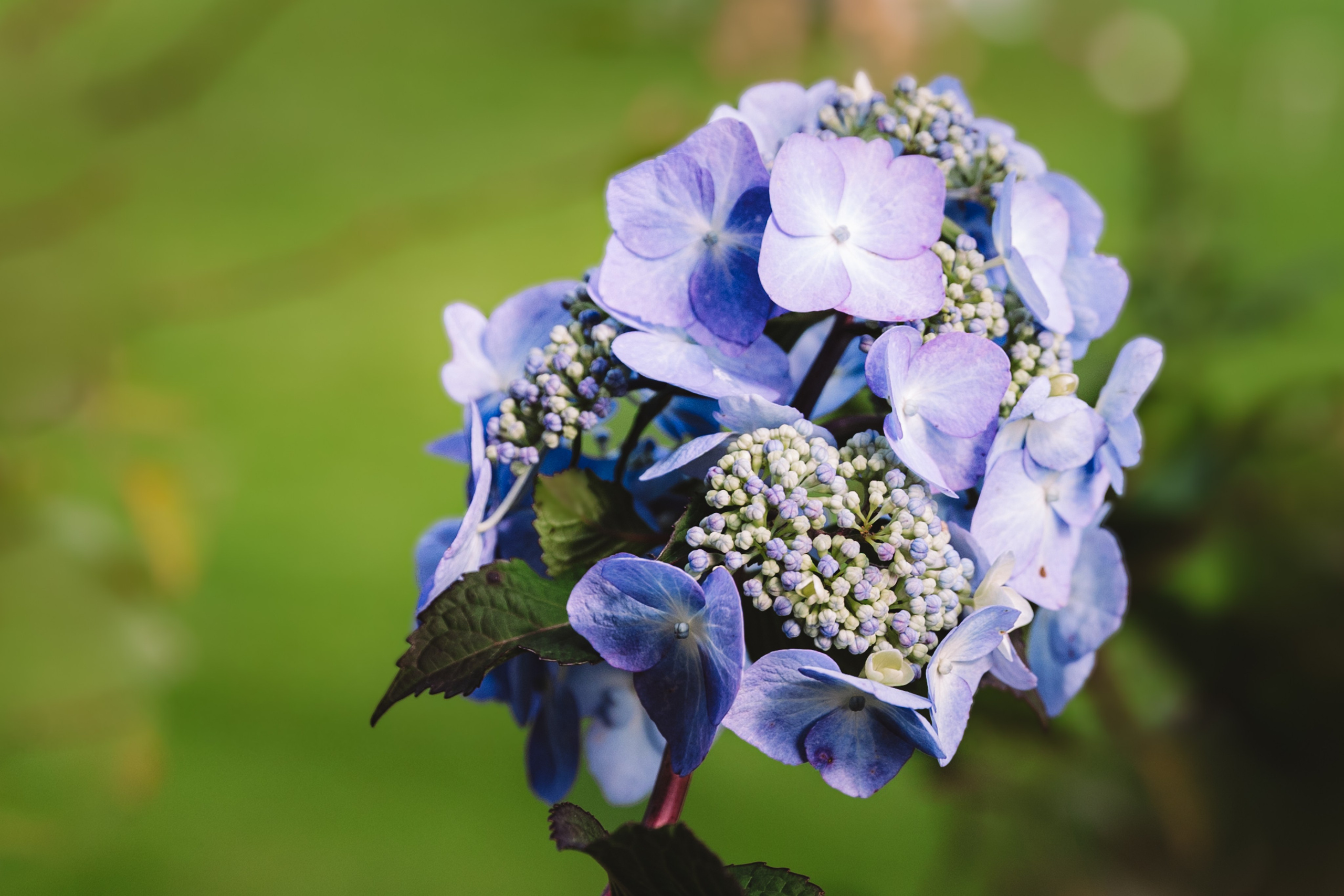 BobFest'23 in 2 days — TRUE LEGEND. September, 2023. Timeless Wedding & Event Photography — based London, working across Europe