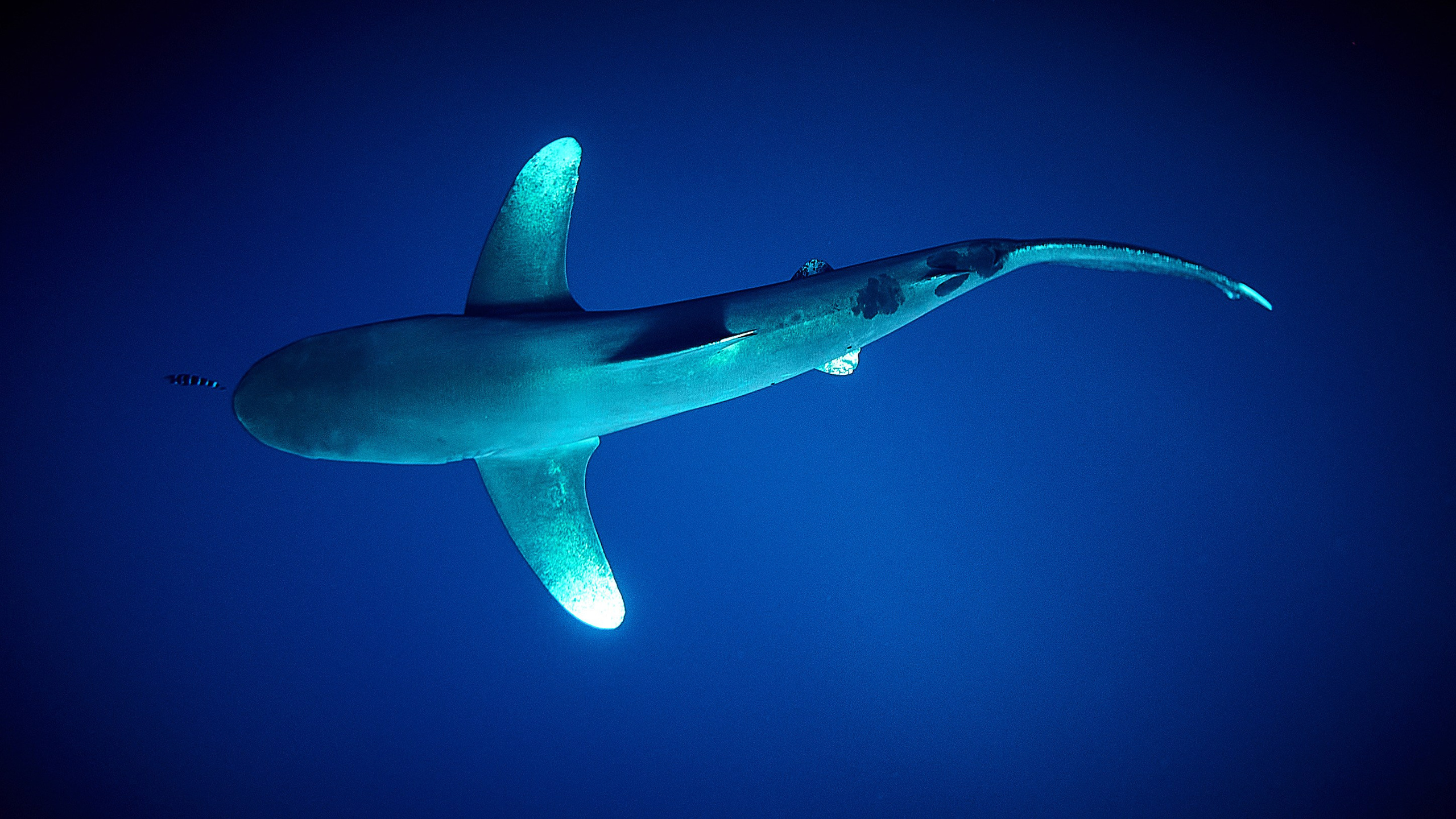 Andriej Szypilow - Fotografia & Wideografia