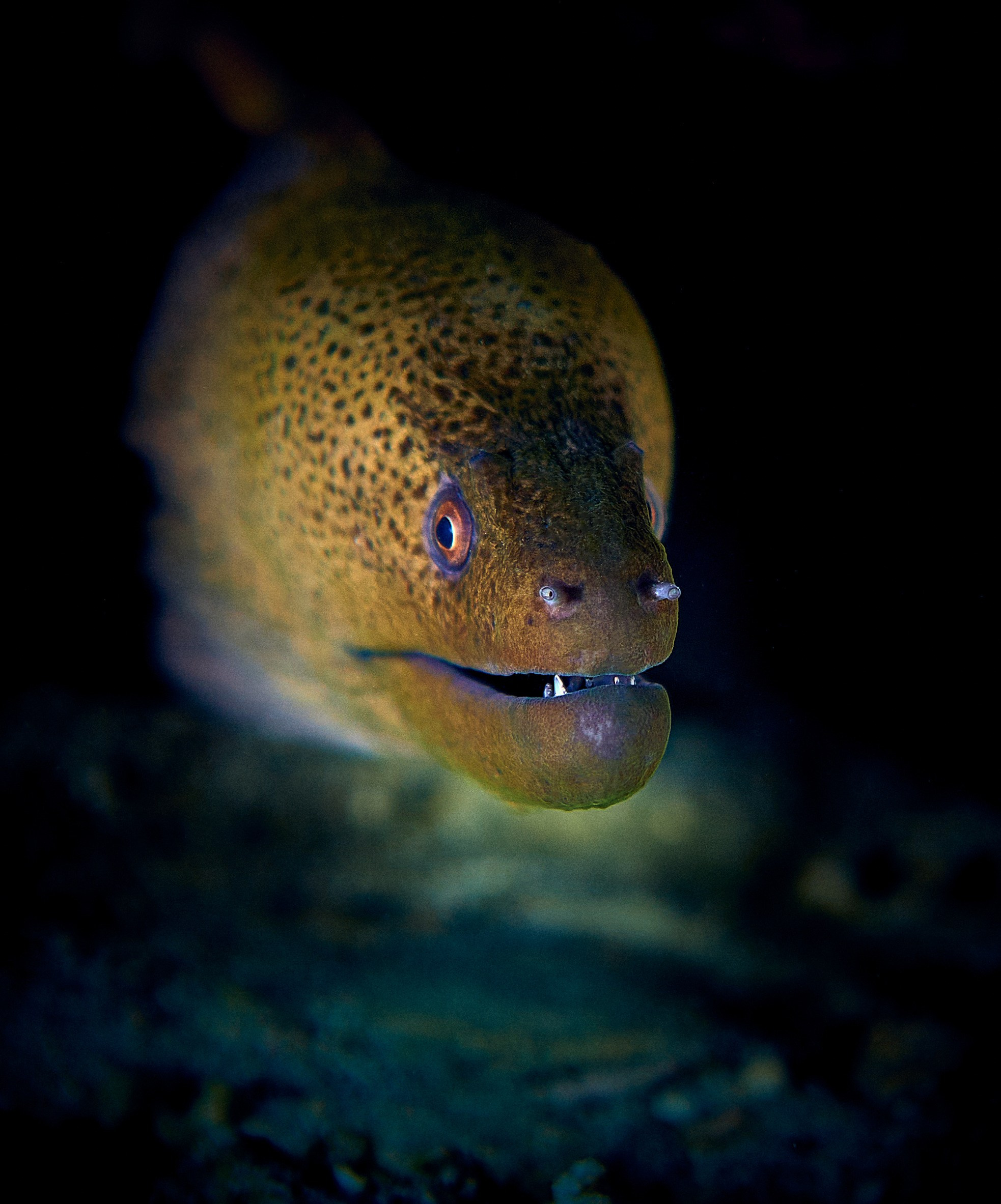2023-11 - Diving Safari Deep South Egypt. Андрей Шипилов — Фотография & Видеография