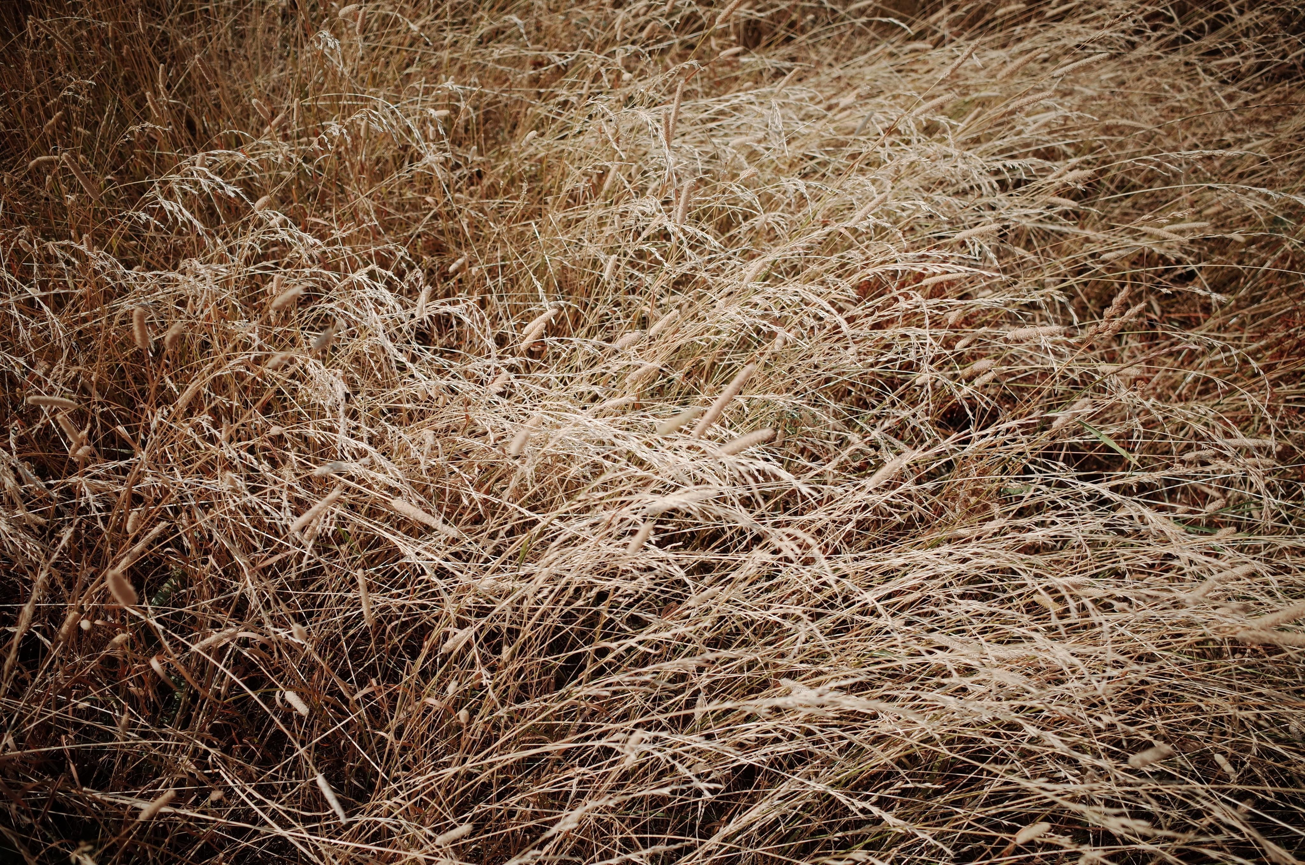 Demeter Dreams. Victoria Dini. Art photography in London / Folkestone, UK