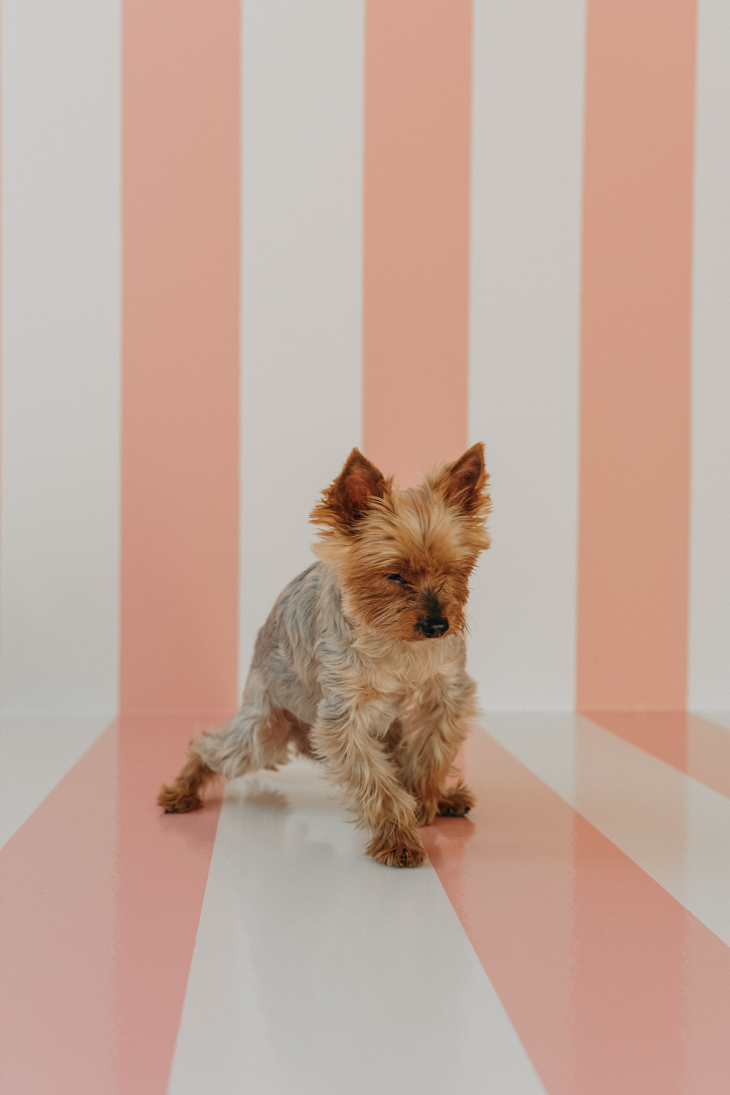 Wallun perhe. Wedding and portrait photographer in Helsinki Vickan O