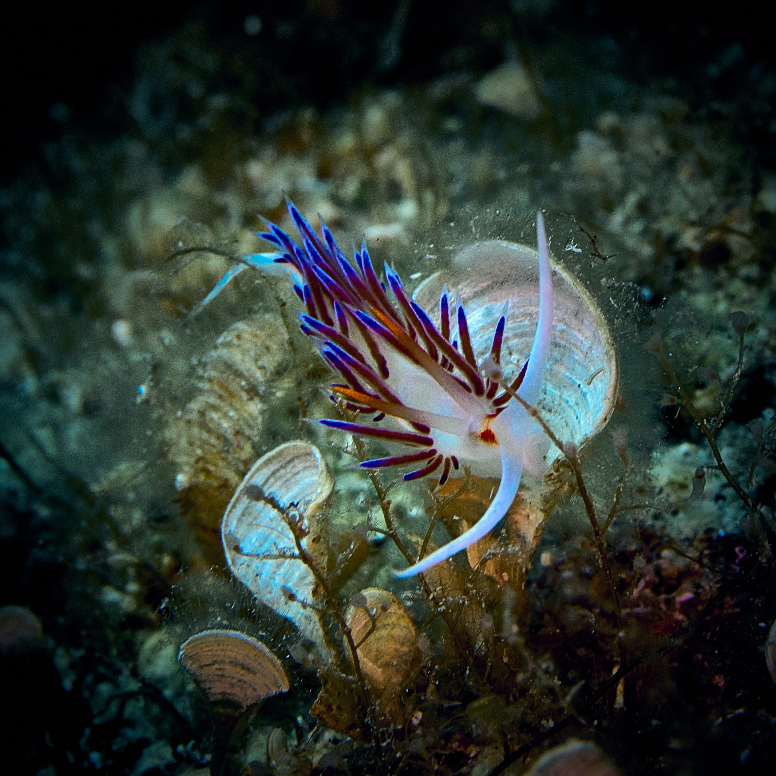 Fotograf podwodny Andriej Szypiłow - Fauna i flora Czerwonego i Adriatyckiego Mórz. Andriej Szypilow - Fotografia & Wideografia