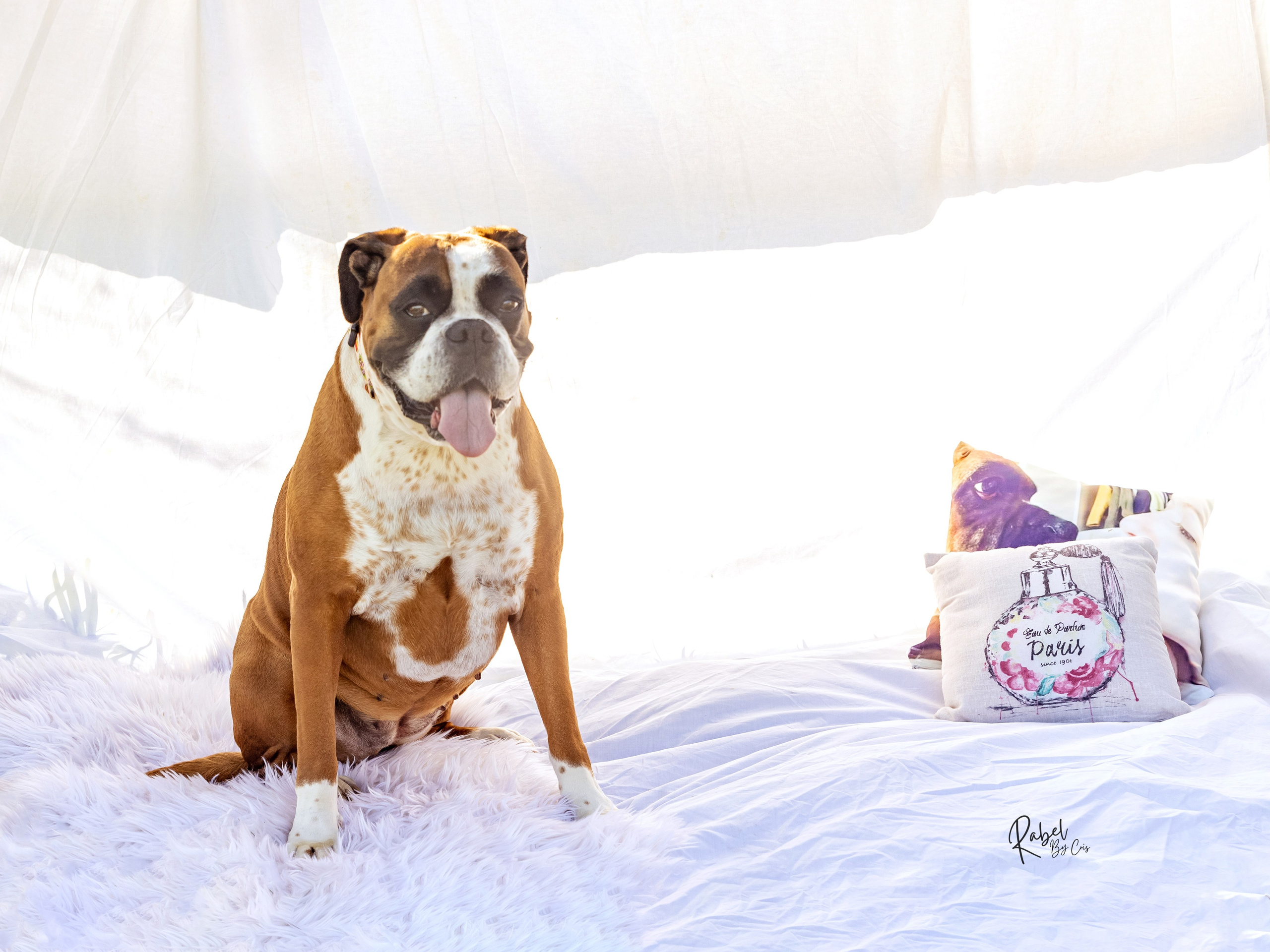 Sesiones fotográficas a mascotas. RabelByCris Fotógrafa en Coruña de Eventos, sesiones, mascotas