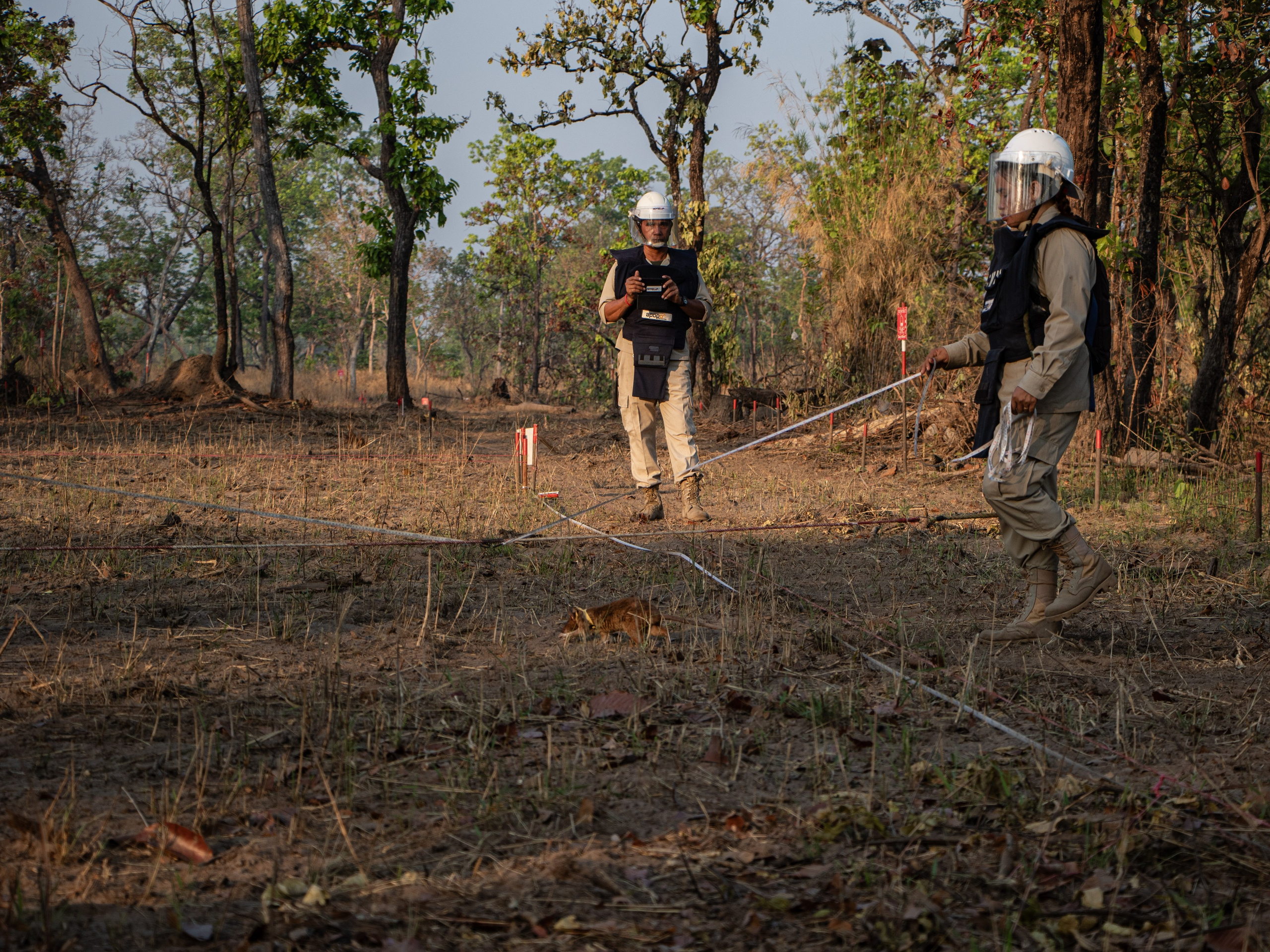Un employé et un des rats d’APOPO en action sur le terrain, accomplissant une mission de déminage réelle, et non un simple entraînement.