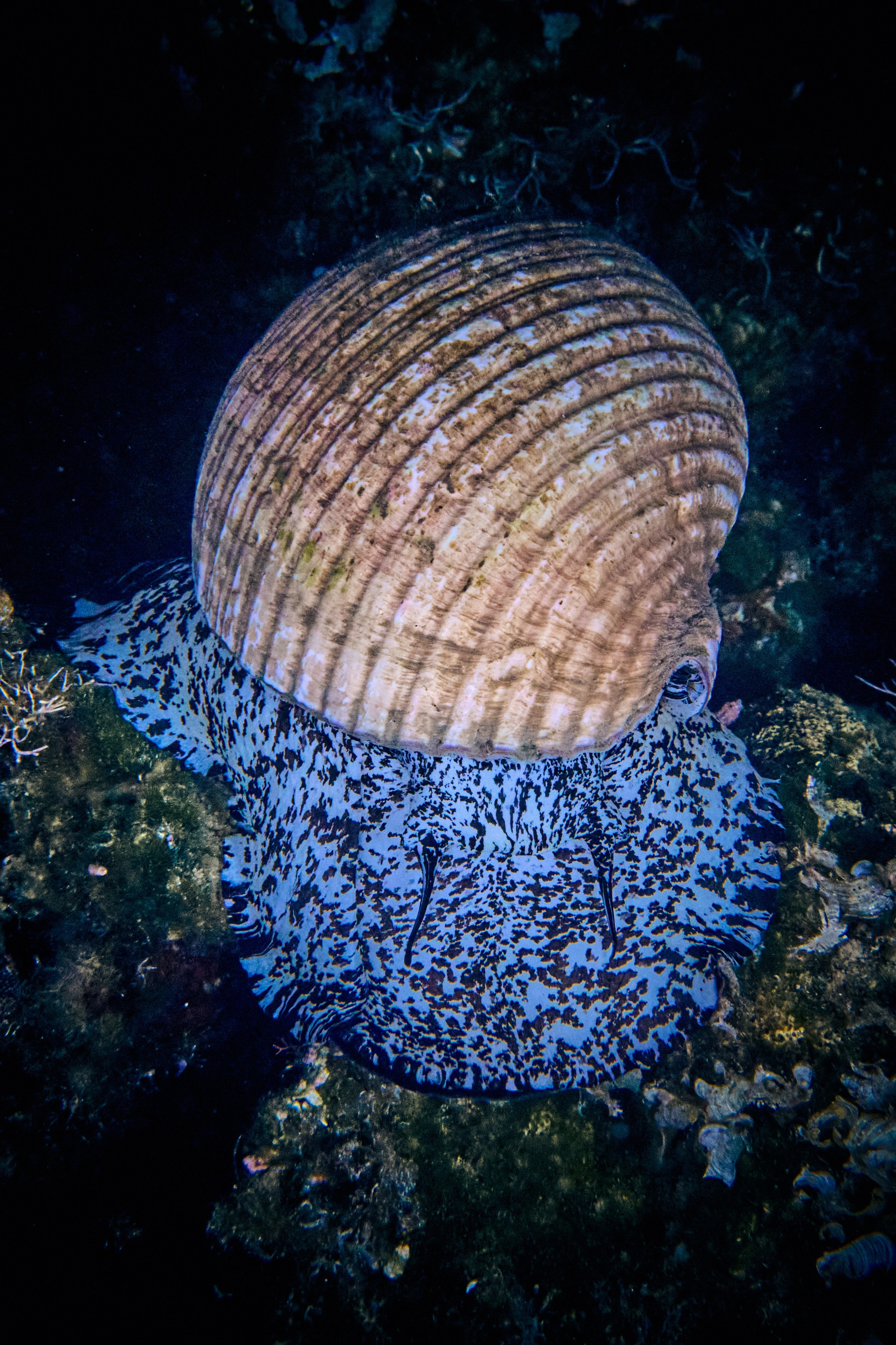 Fotograf podwodny Andriej Szypiłow - Fauna i flora Czerwonego i Adriatyckiego Mórz. Andriej Szypilow - Fotografia & Wideografia