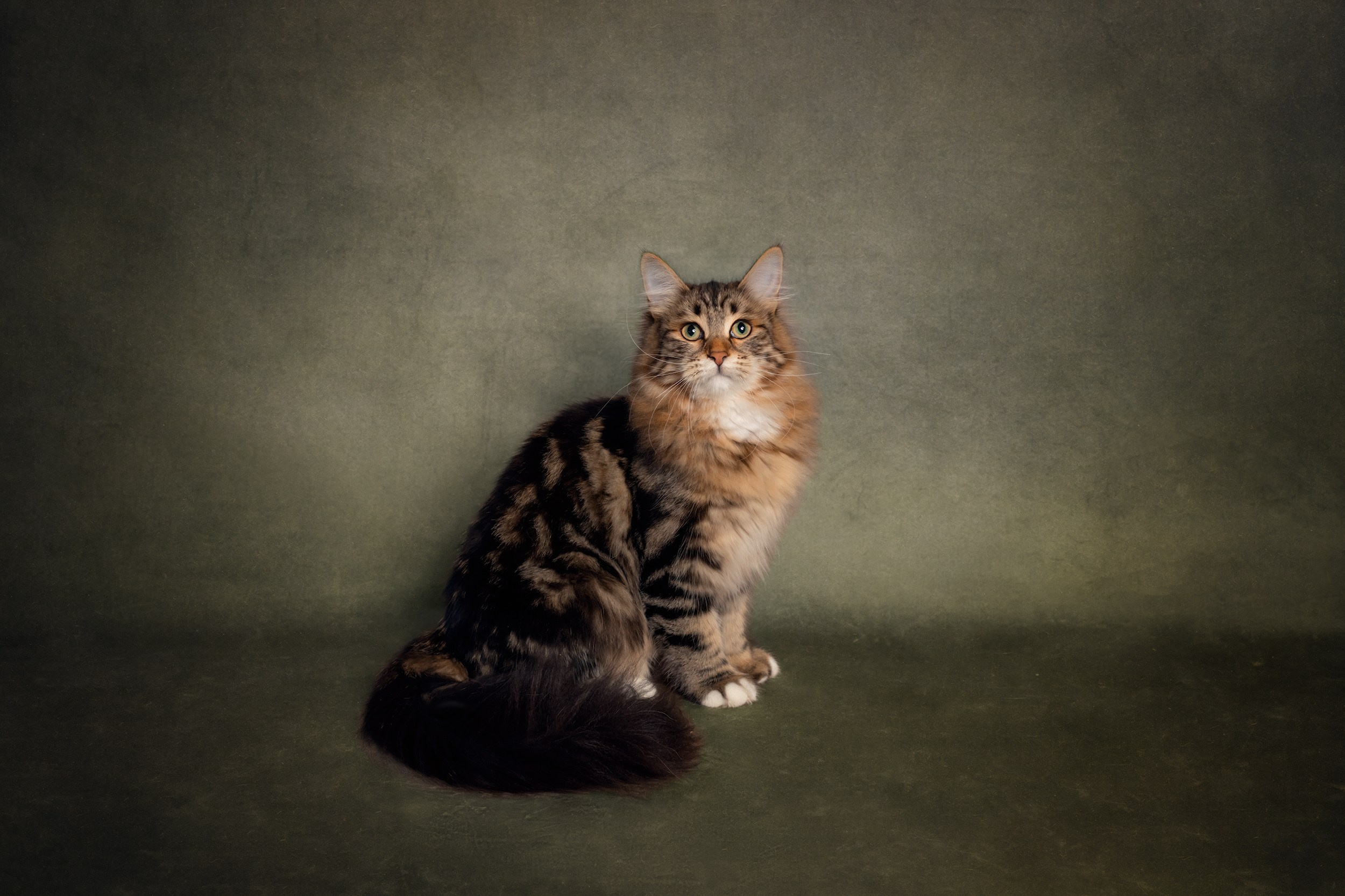 Pets photographer based in Stevenage, Hertfordshire. Stevenage, Hertfordshire family, maternity and newborn photographer