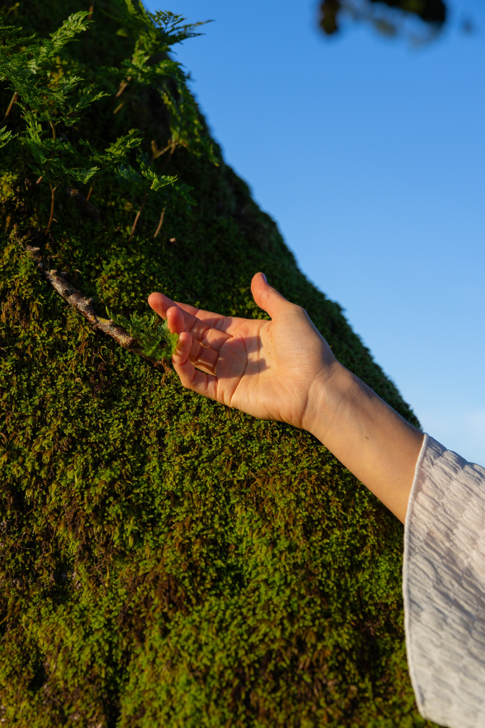 Professional photography in Madeira Photoshoot in the enchanting Fanal Forest