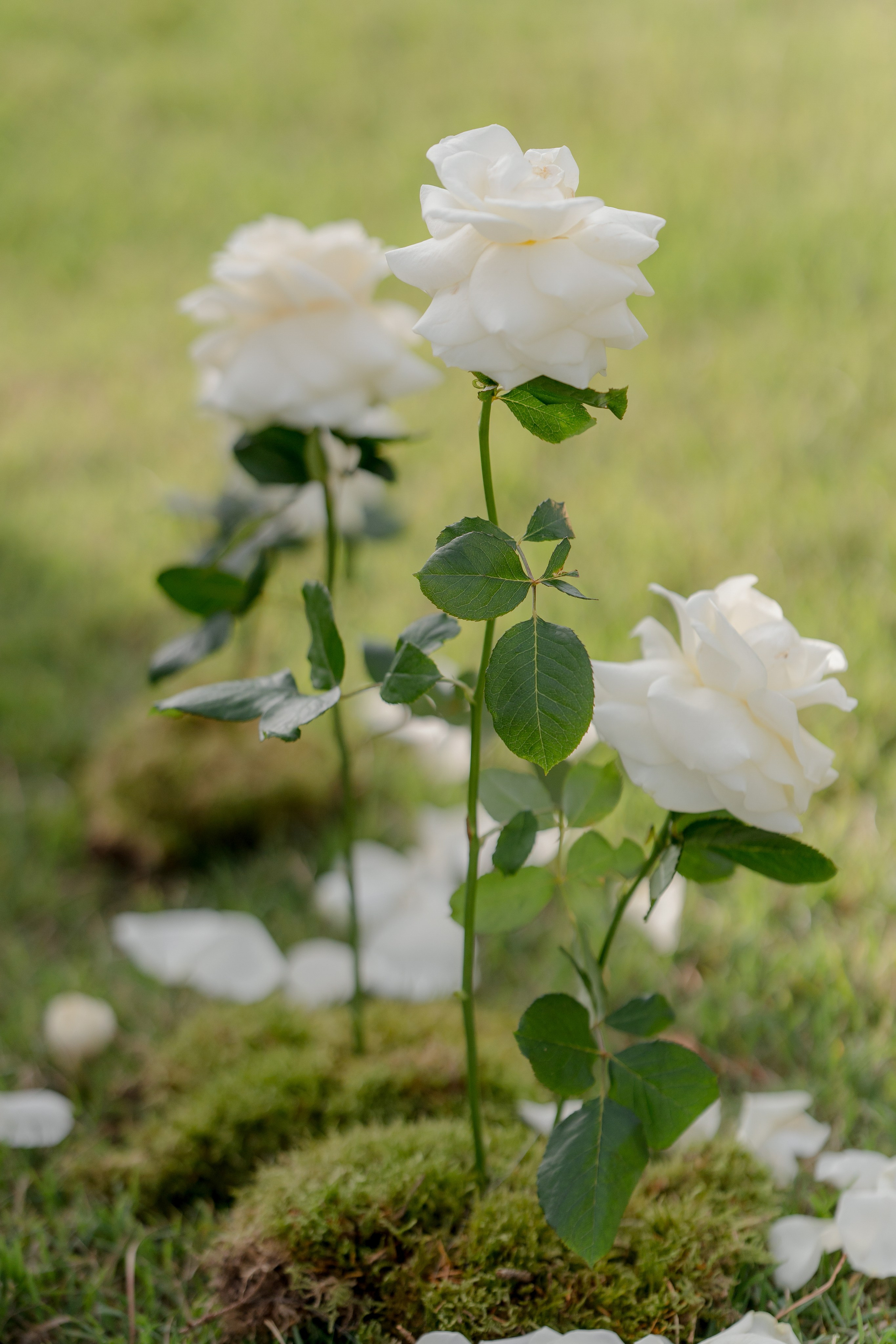 Dom&Ally. Wedding photographer Italy