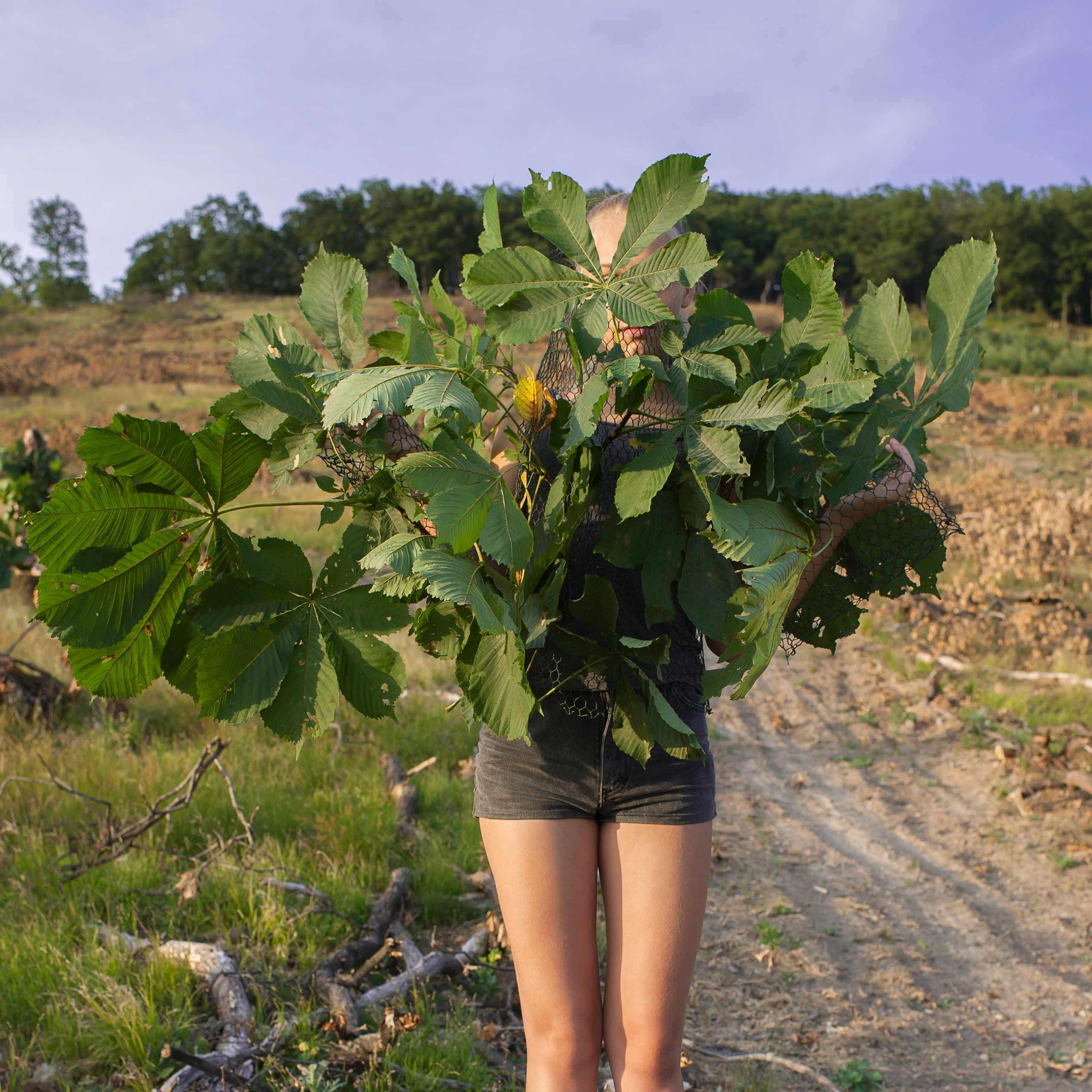 COMMUNITY OF TREES. Photographer and videographer in Norway and Slovakia Andrea Zemko