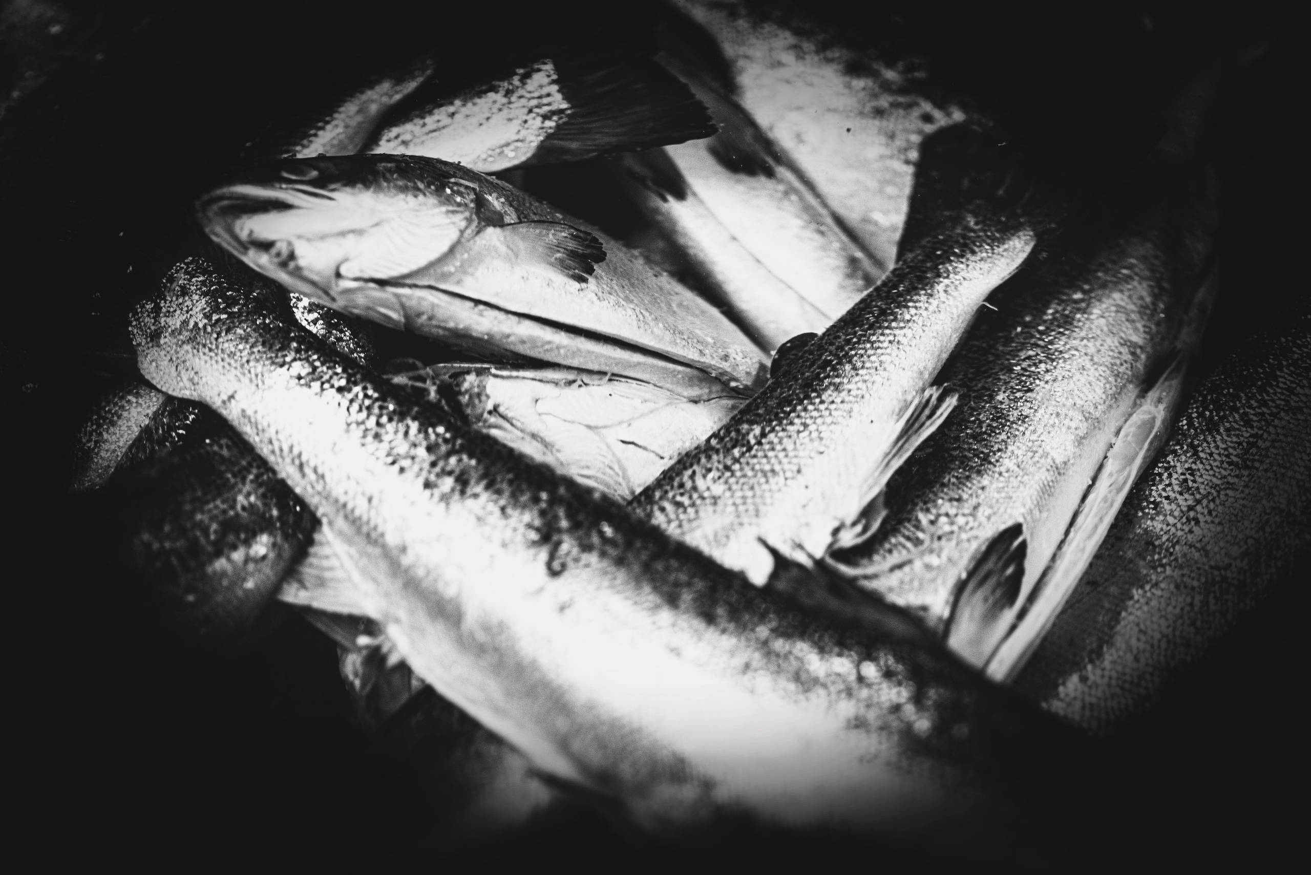 ISFJORD NORWAY AS. Photographer and videographer in Norway and Slovakia Andrea Zemko