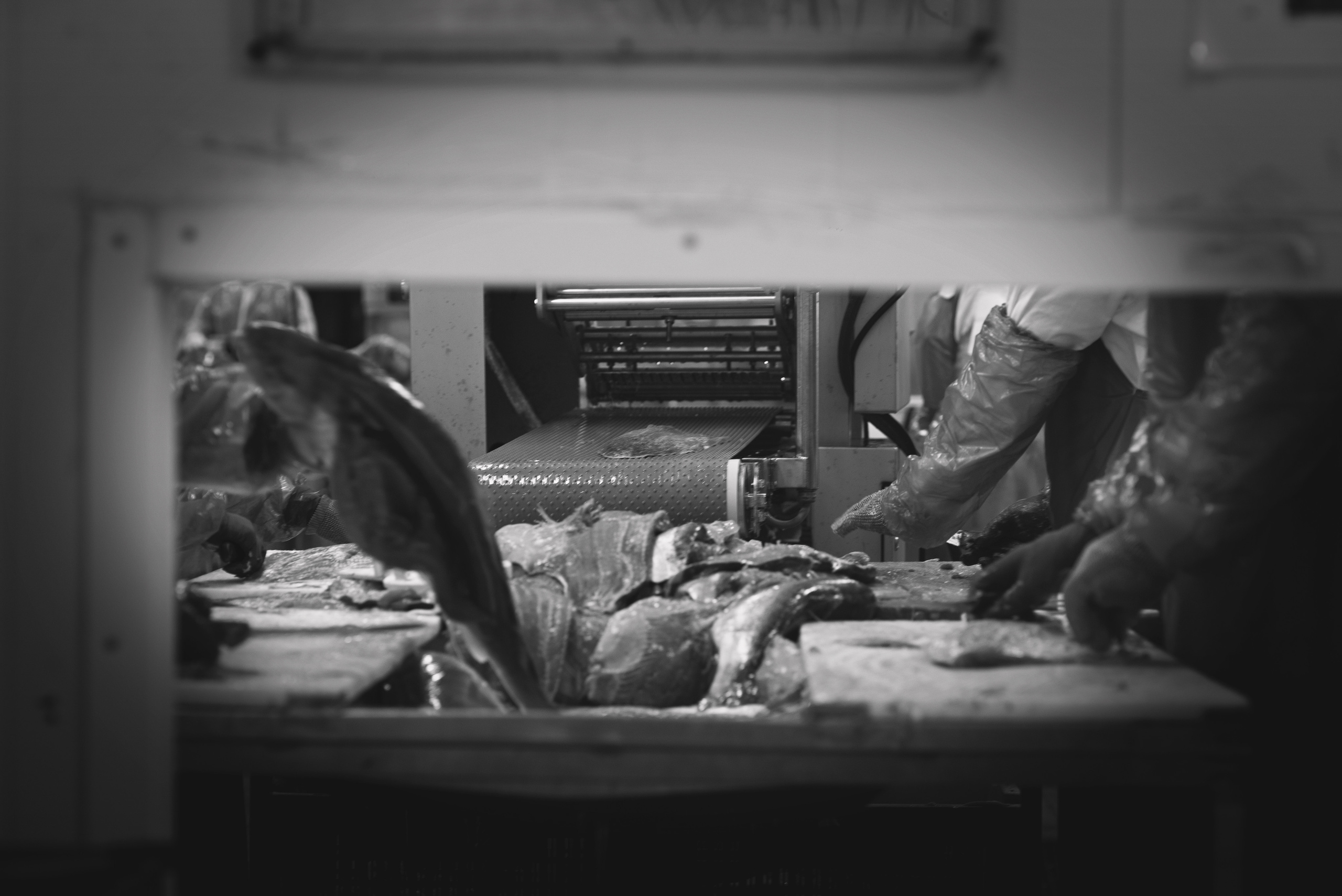 ISFJORD NORWAY AS. Photographer and videographer in Norway and Slovakia Andrea Zemko