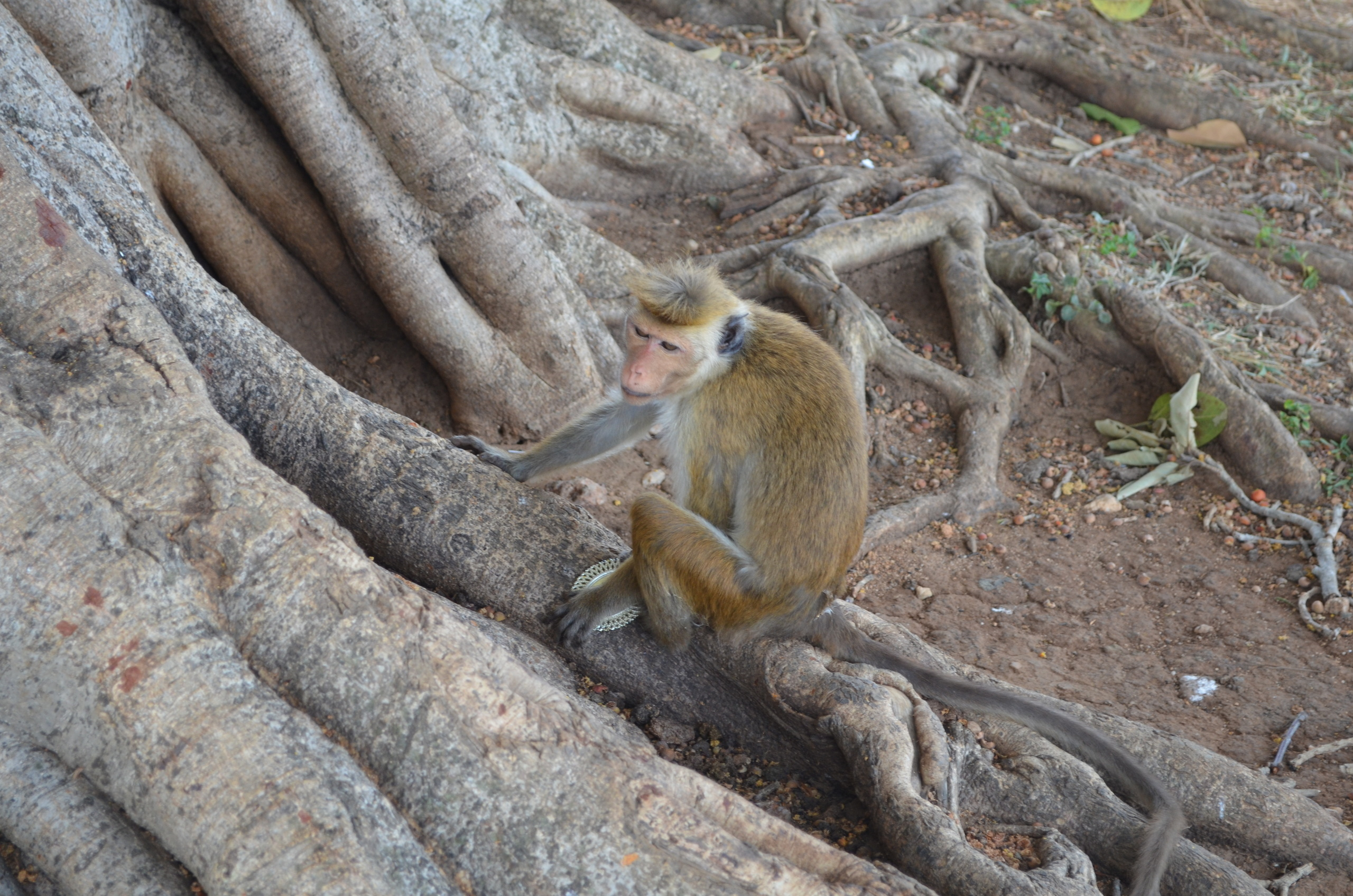 Sri Lanka — Maldives. Milok et Kirok sont des gens positifs et réels. Nous serons ravis de v