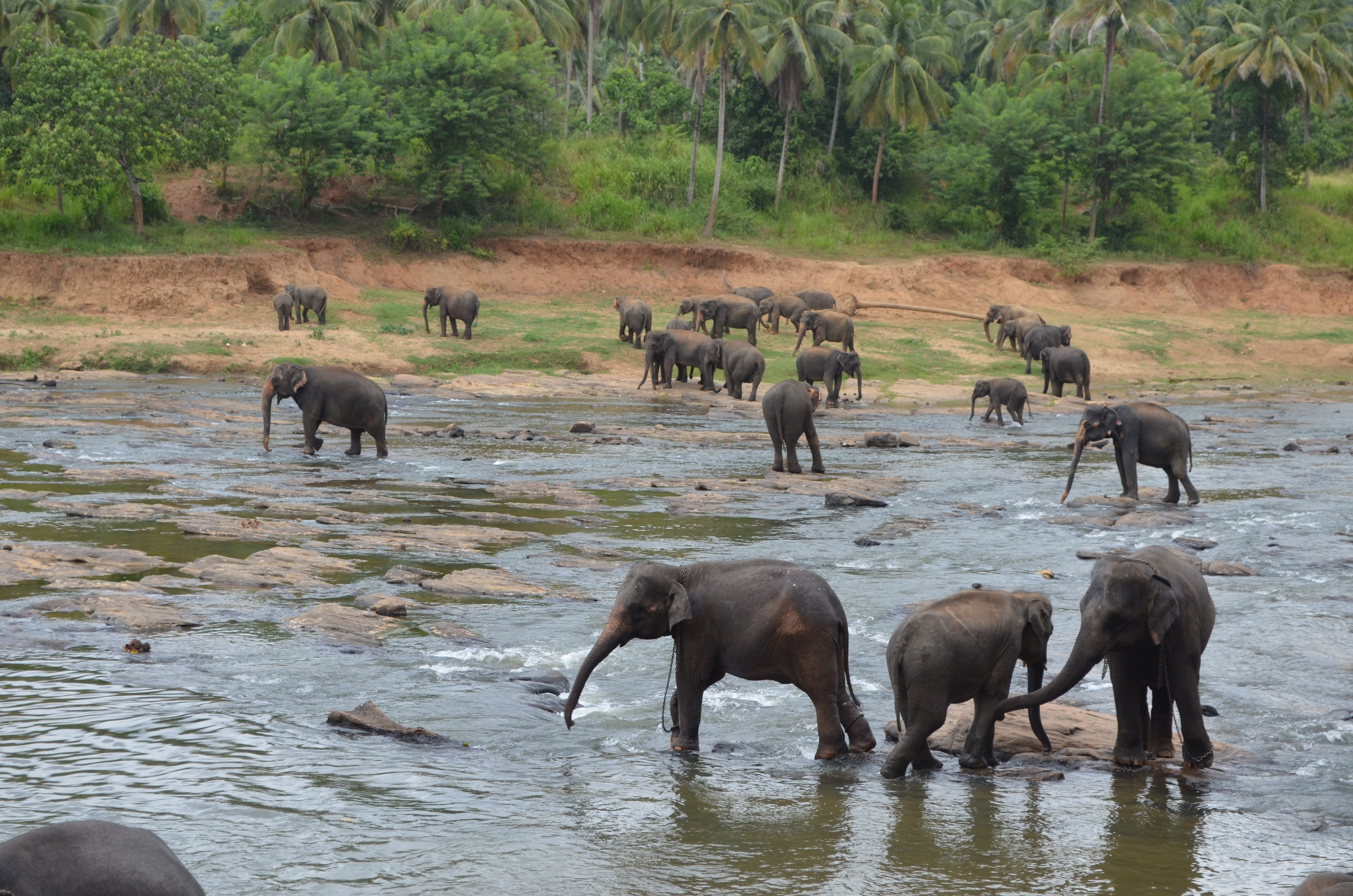 Sri Lanka — Maldives. Milok et Kirok sont des gens positifs et réels. Nous serons ravis de v
