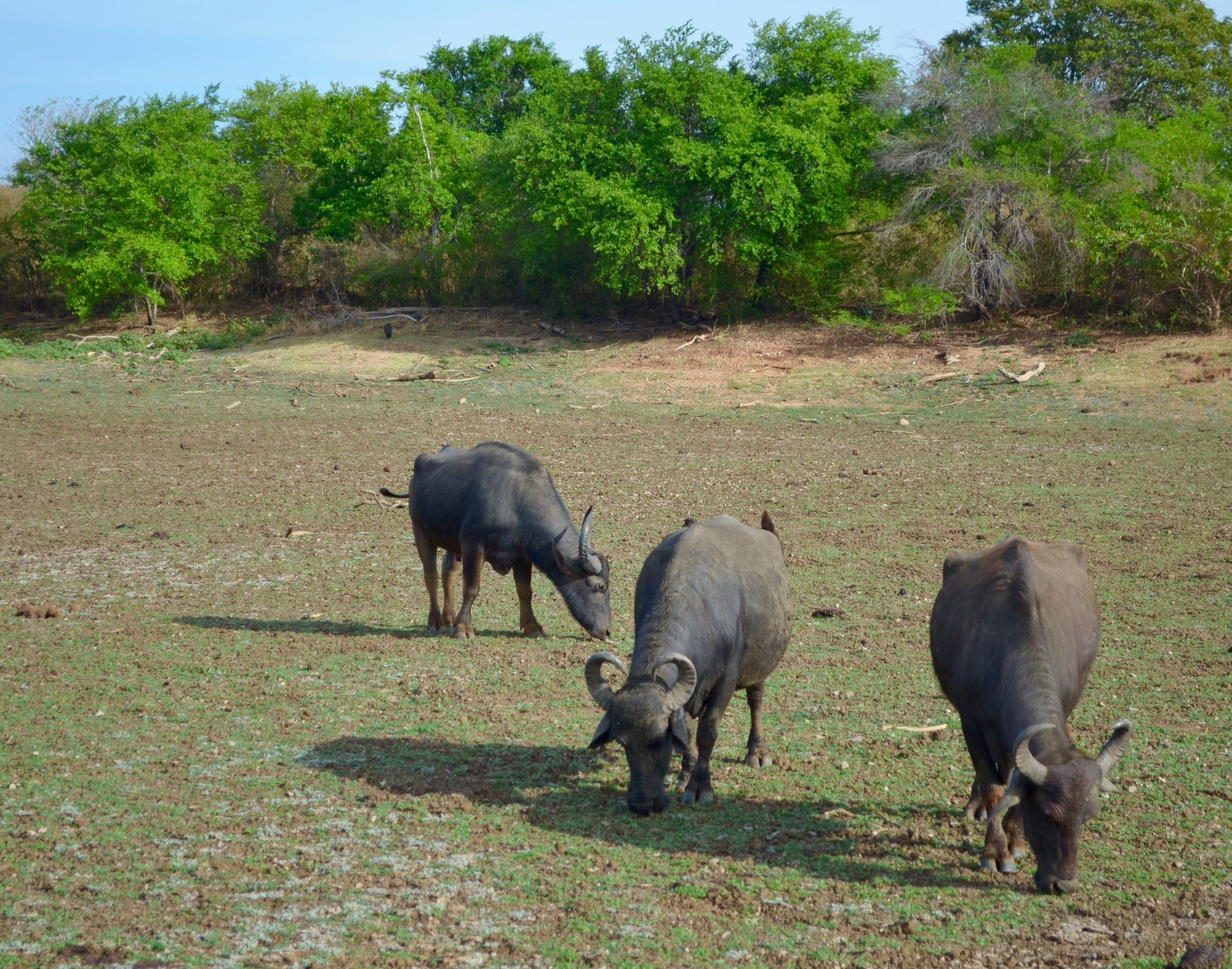 Sri Lanka — Maldives. Milok et Kirok sont des gens positifs et réels. Nous serons ravis de v