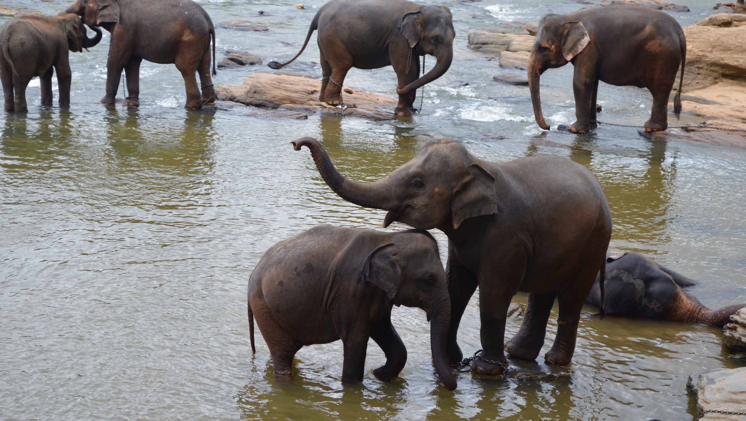 Sri Lanka — Maldives. Milok et Kirok sont des gens positifs et réels. Nous serons ravis de v