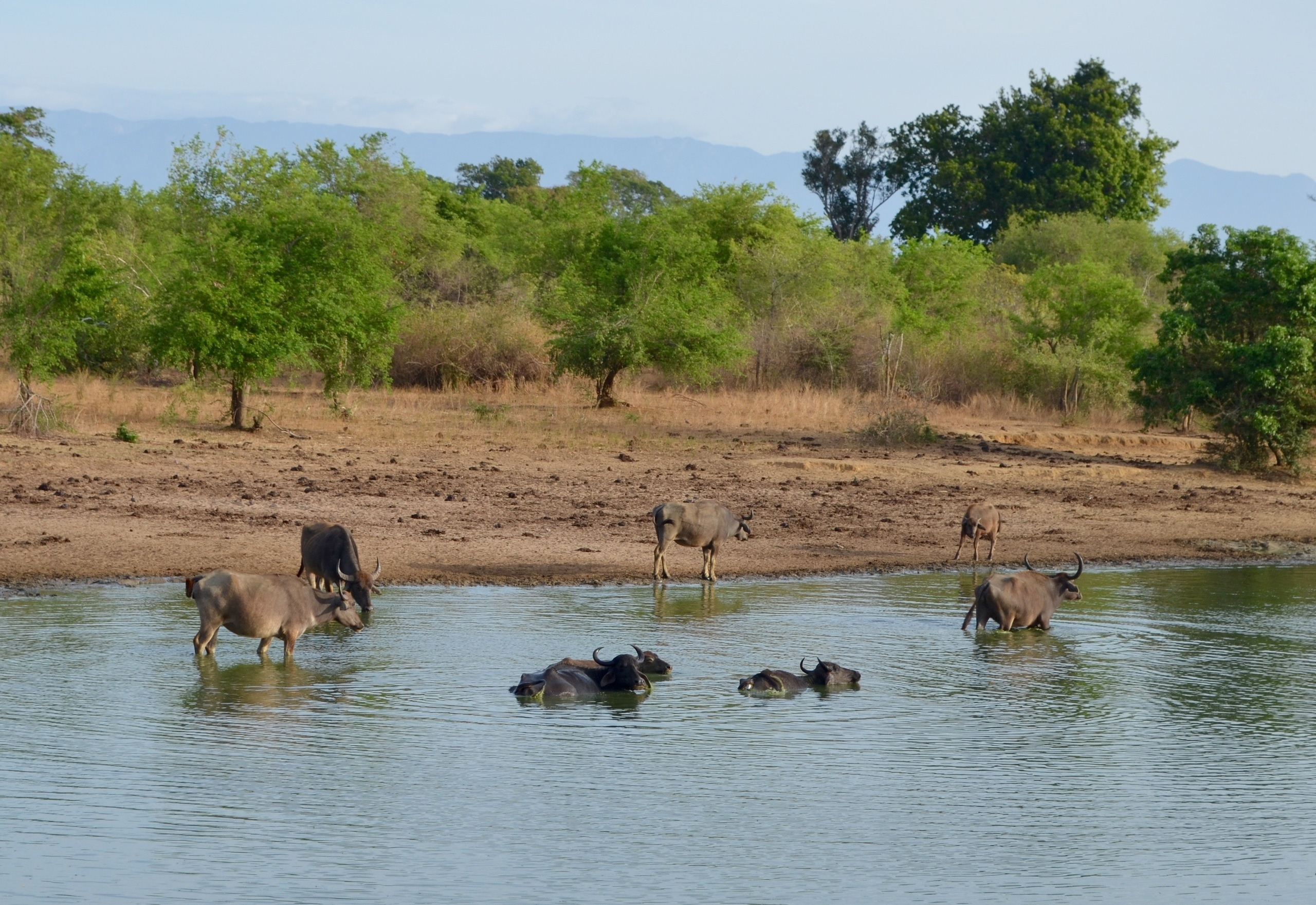 Sri Lanka — Maldives. Milok et Kirok sont des gens positifs et réels. Nous serons ravis de v