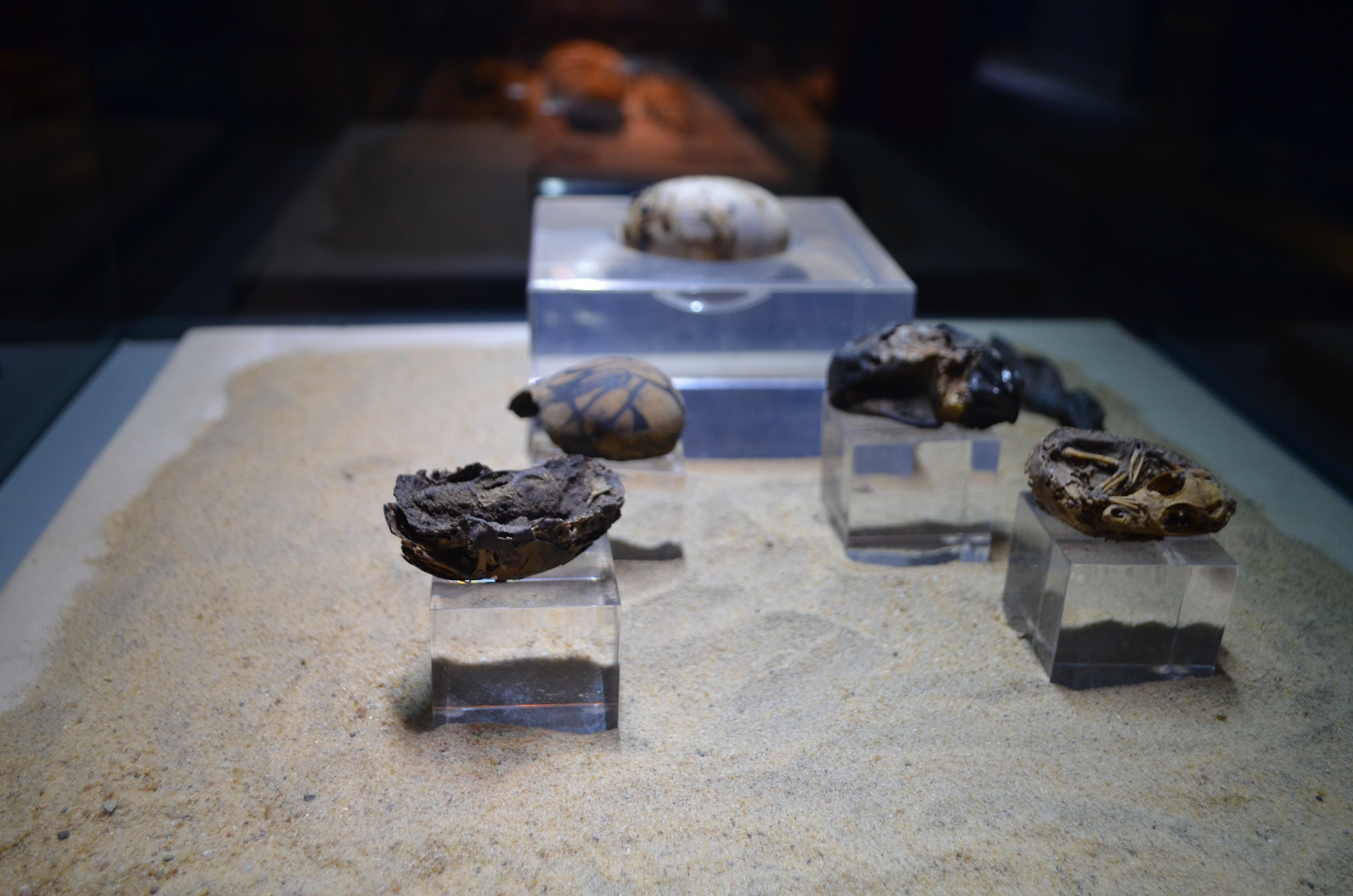 Croisière sur le Nil. Milok et Kirok sont des gens positifs et réels. Nous serons ravis de v