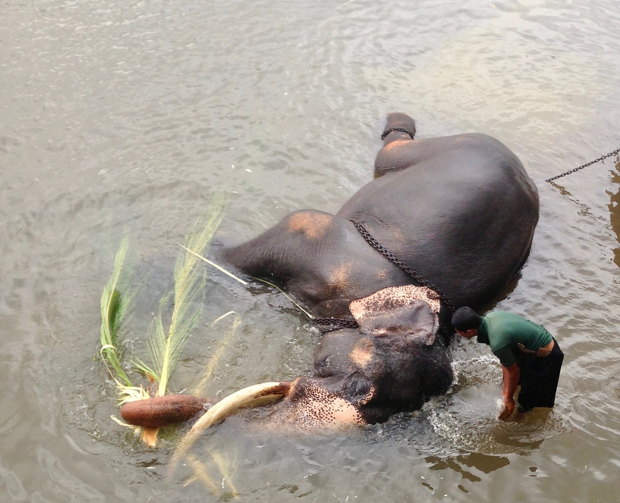 Sri Lanka — Maldives. Milok et Kirok sont des gens positifs et réels. Nous serons ravis de v