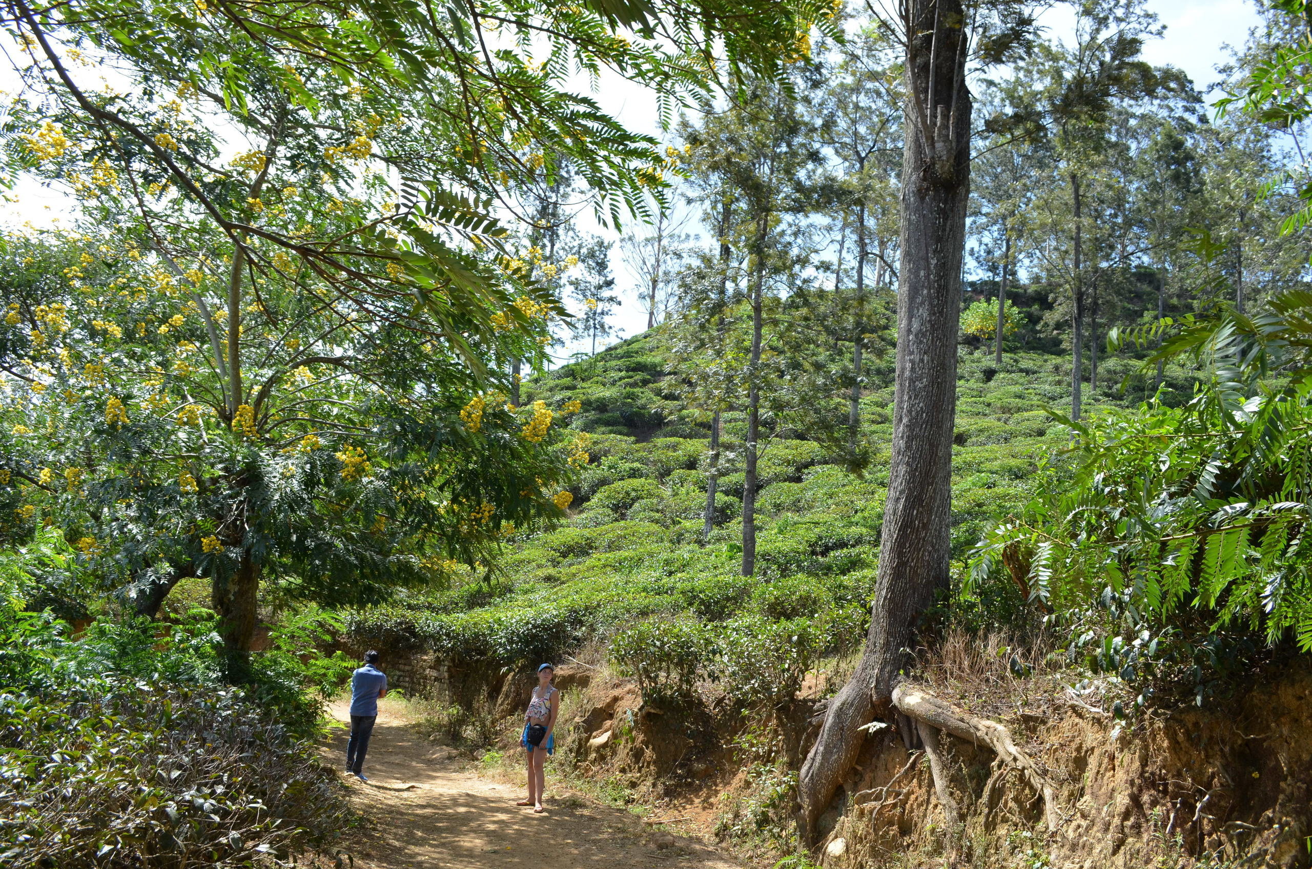 Sri Lanka — Maldives. Milok et Kirok sont des gens positifs et réels. Nous serons ravis de v