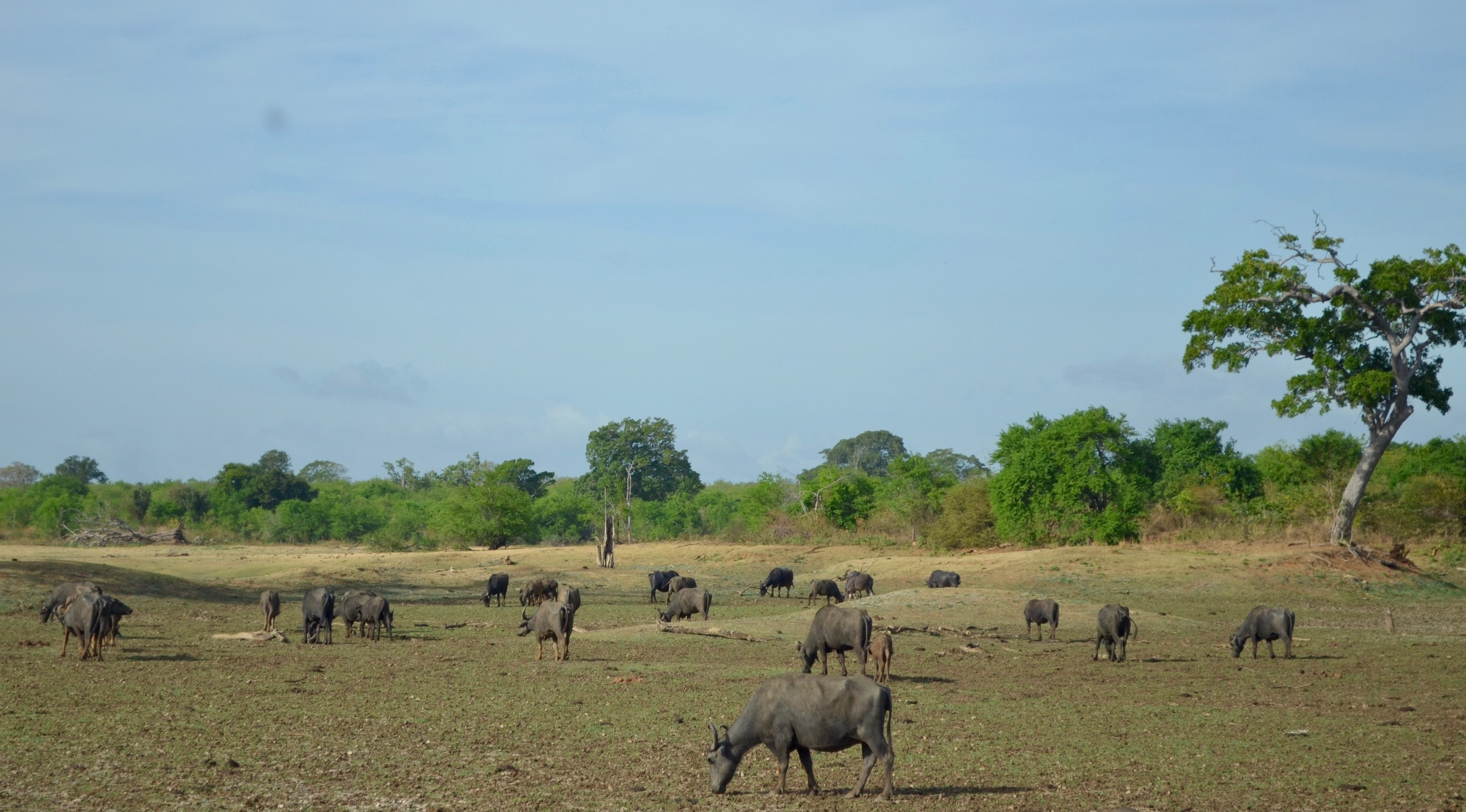 Sri Lanka — Maldives. Milok et Kirok sont des gens positifs et réels. Nous serons ravis de v