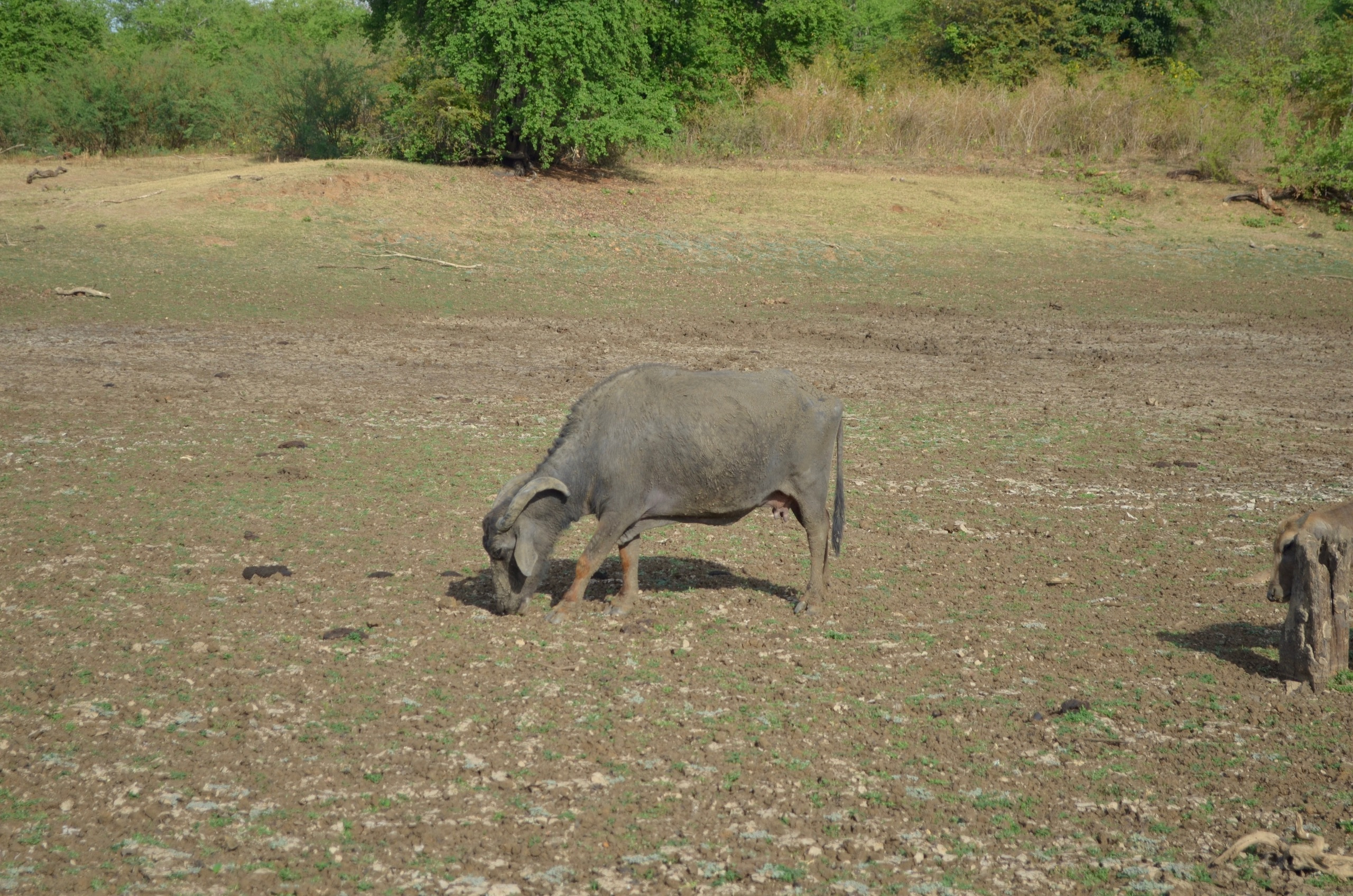 Sri Lanka — Maldives. Milok et Kirok sont des gens positifs et réels. Nous serons ravis de v