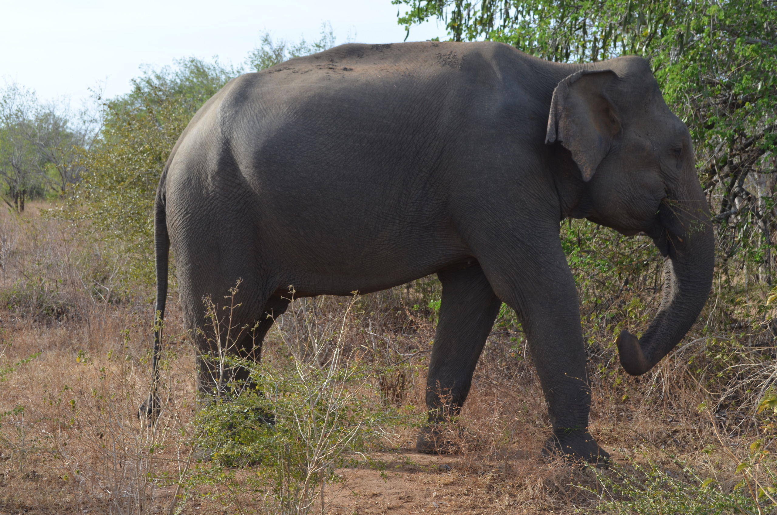 Sri Lanka — Maldives. Milok et Kirok sont des gens positifs et réels. Nous serons ravis de v