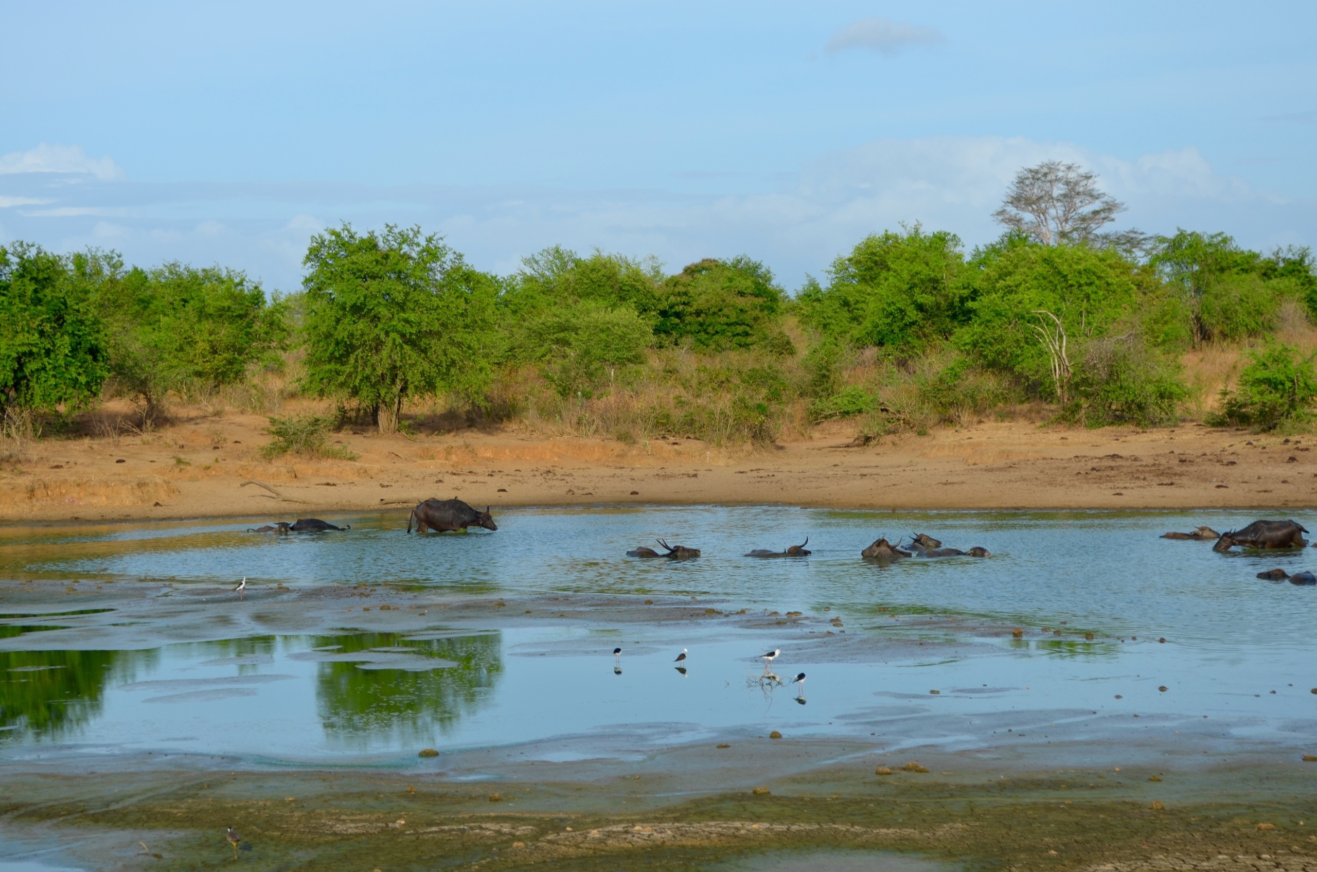 Sri Lanka — Maldives. Milok et Kirok sont des gens positifs et réels. Nous serons ravis de v