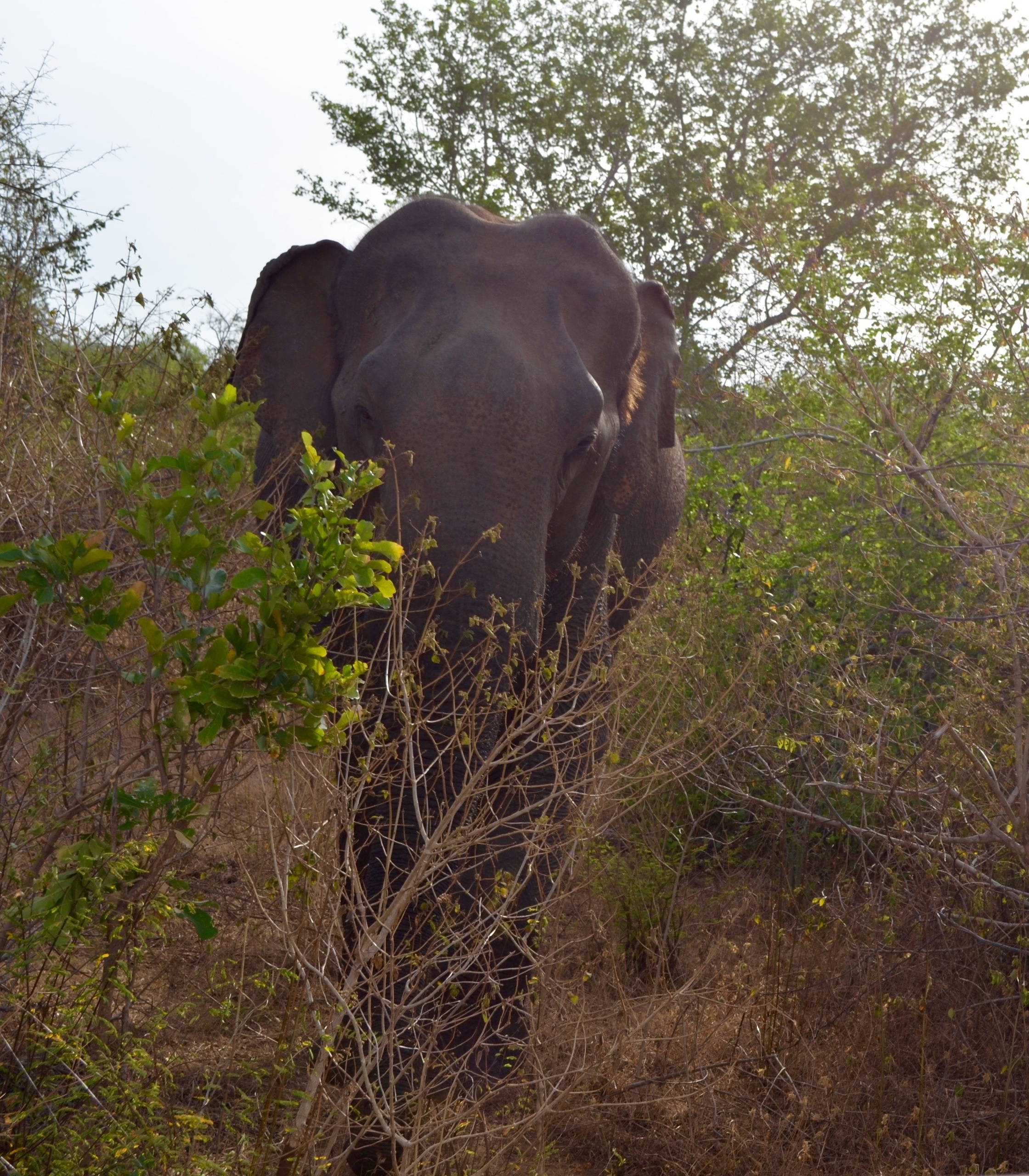 Sri Lanka — Maldives. Milok et Kirok sont des gens positifs et réels. Nous serons ravis de v