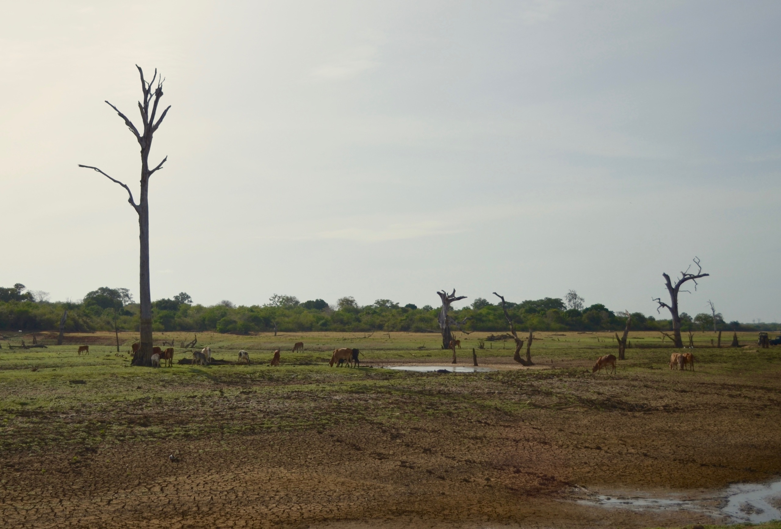 Sri Lanka — Maldives. Milok et Kirok sont des gens positifs et réels. Nous serons ravis de v